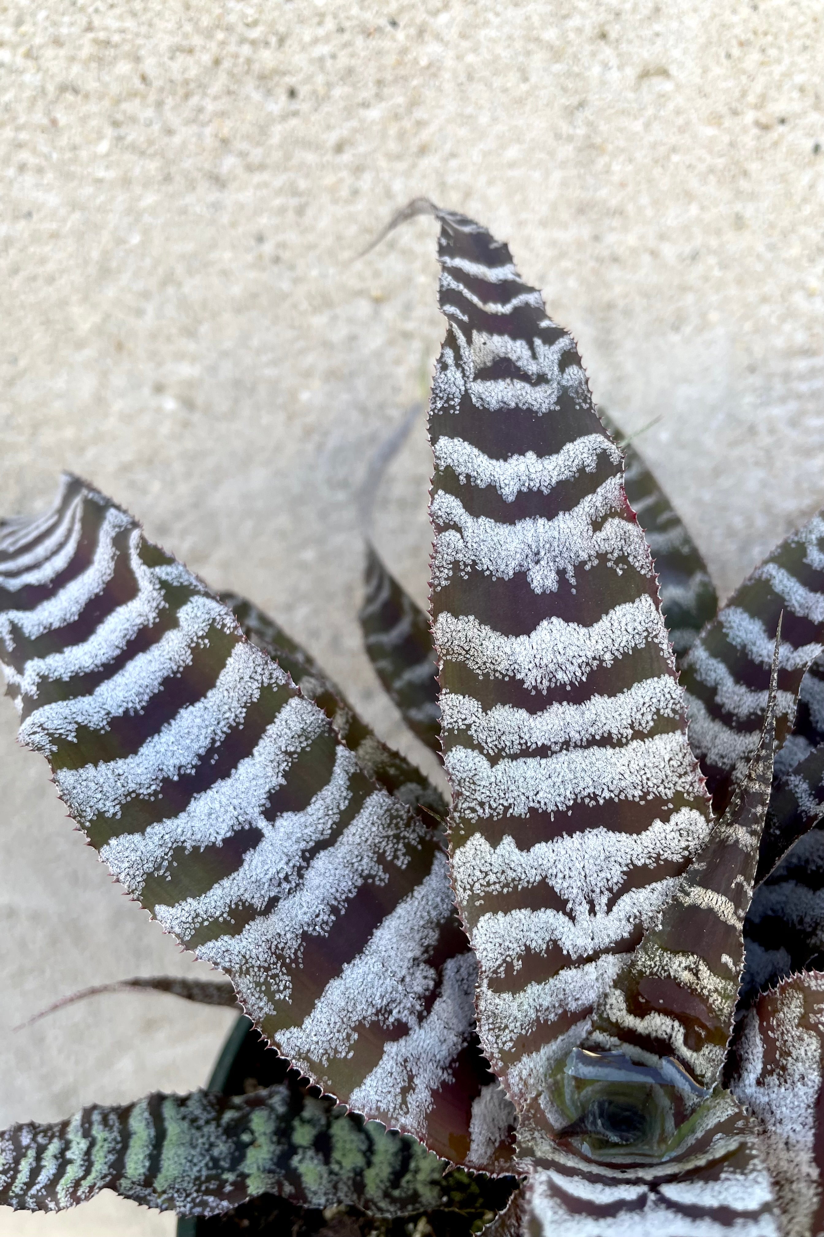 Cryptanthus 'Absolute Zero' Air Plant - 5 Pack for Home & Office Decor, Terrariums, and Indoor Gardening | Easy-Care Live Houseplants for Beginners