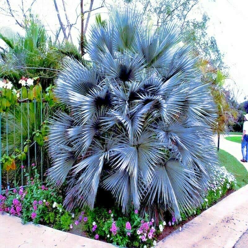 Yunakesa 20 Mexican Blue Hesper Fan Palm Tree Seeds - Grey Goddess Tropical Cold Hardy Palm for Landscaping, Garden Decor & Indoor Planting
