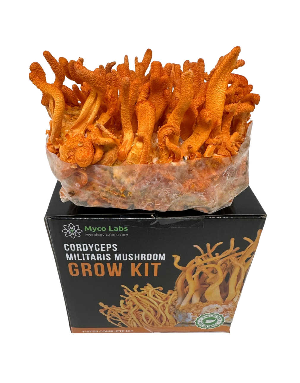 Premium Cordyceps Militaris Grow Kit - Midwest Ready-to-Grow Spawn Bag for Mushroom Cultivation | Perfect for Home Gardening, Organic Farming & Medicinal Mushroom Production