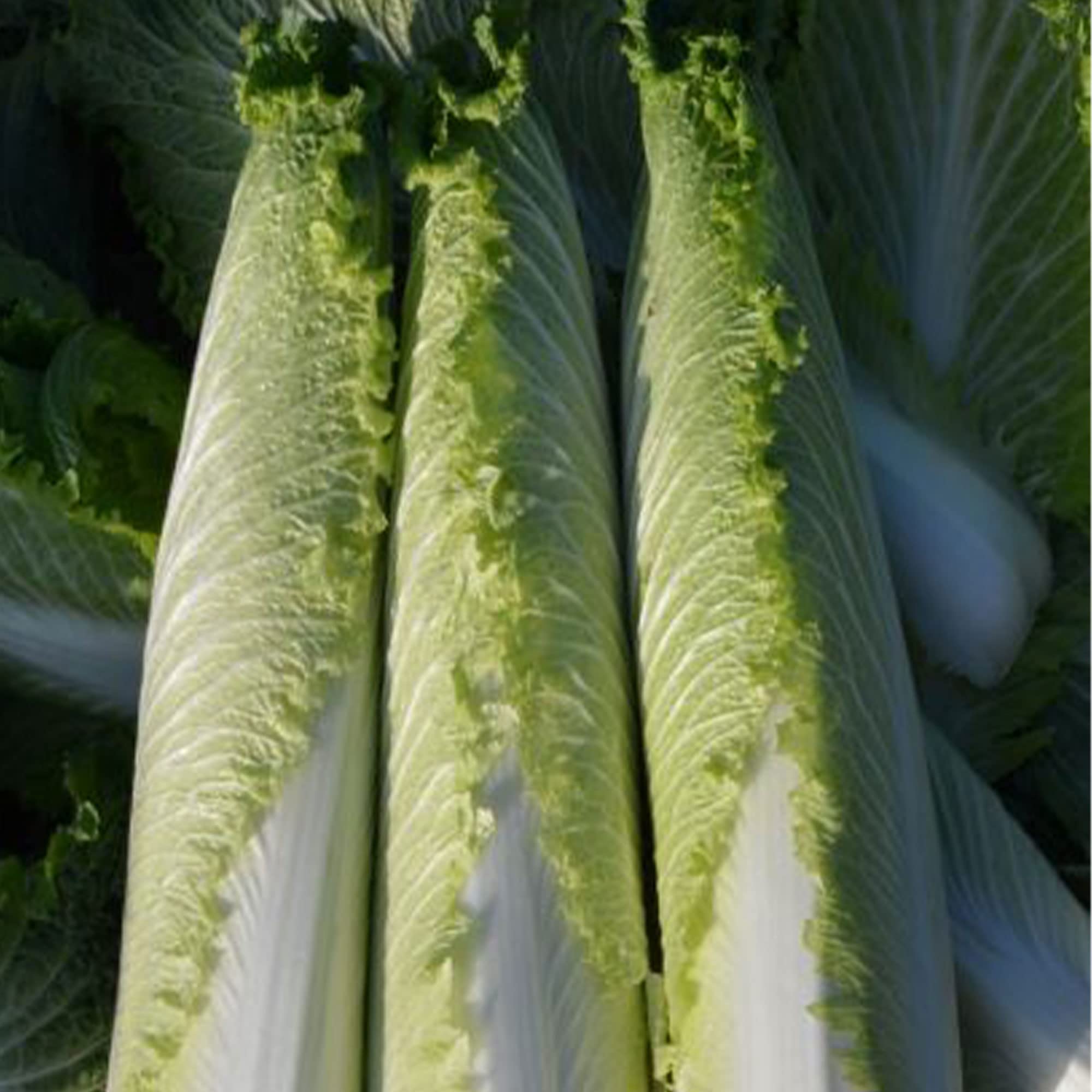 Non-GMO F1 Hybrid Chinese Cabbage Pagoda 70 Seeds - 4 Oz (~5200 Seeds) - Asian Garden Vegetable for Home Gardening & Fresh Salads