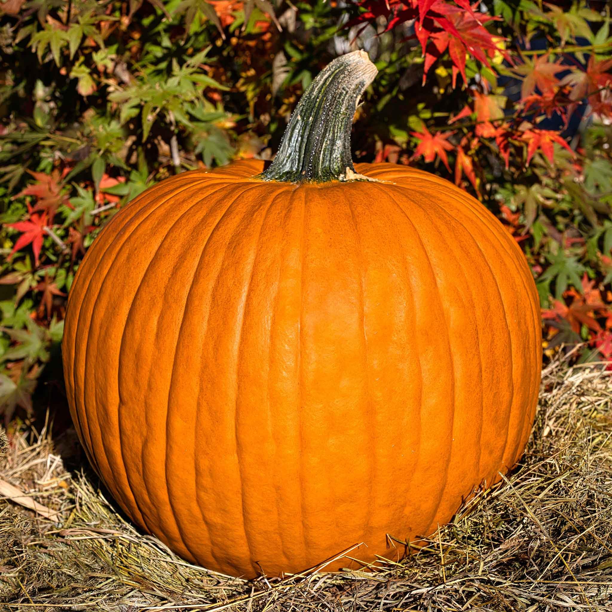 Eden Brothers Non-GMO Connecticut Field Pumpkin Seeds for Planting - 1 Pound | High-Yield, Fast-Growing Vegetable Seeds for Warm Season Planting in USDA Zones 3-10 | Perfect for Home Gardens, Fall Harvest Decorations & Pumpkin Patch Farming