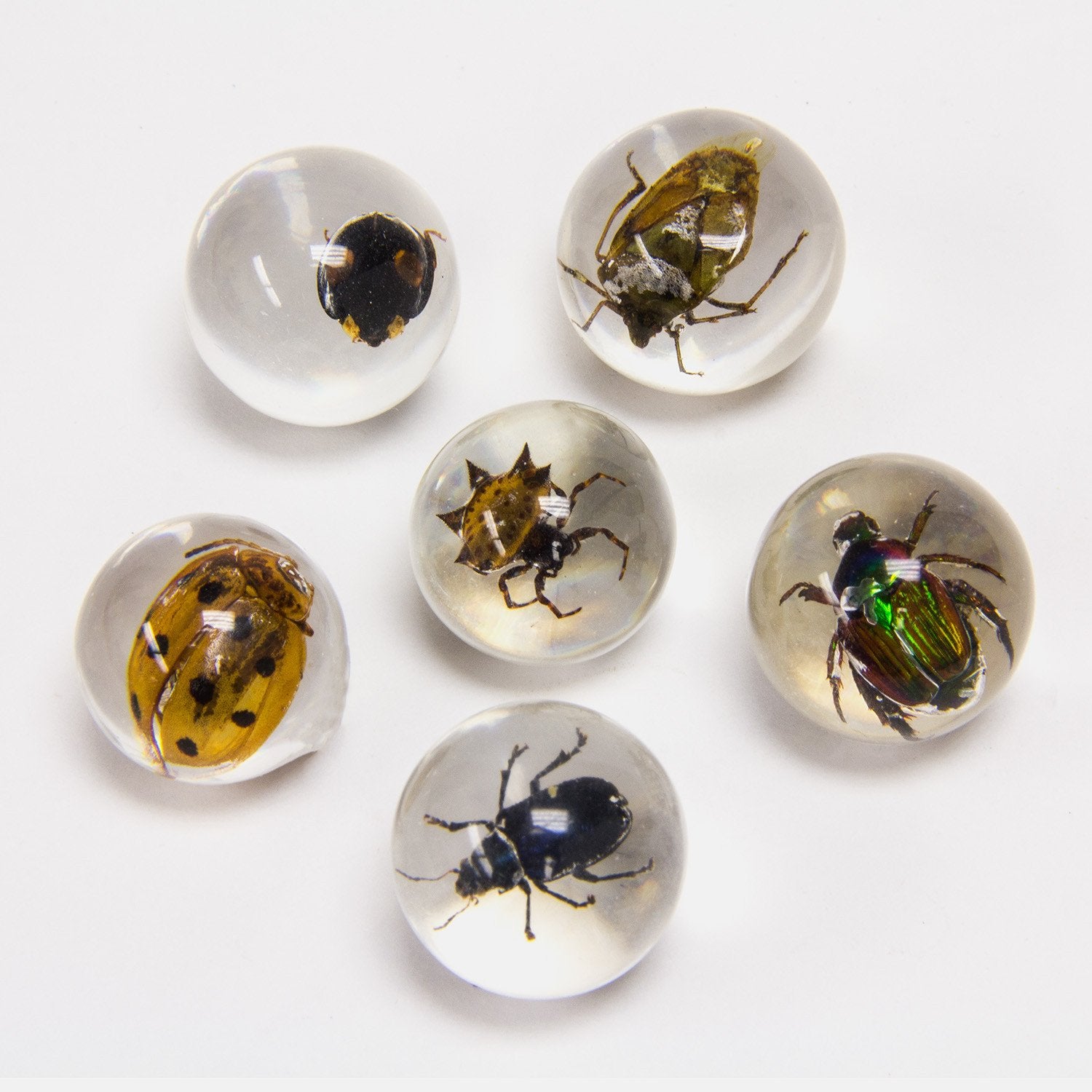 Real Insect Encased in Clear Acrylic Marble Block - Unique Science Specimen Display for Home Decor, Classroom Education & Nature Lovers Collection
