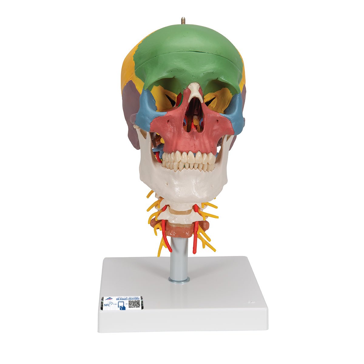 4-Part Didactic Skull Model with Cervical Spine - Human Anatomy Educational Tool for Medical Students & Dentists - Perfect for Classroom Study & Clinical Training