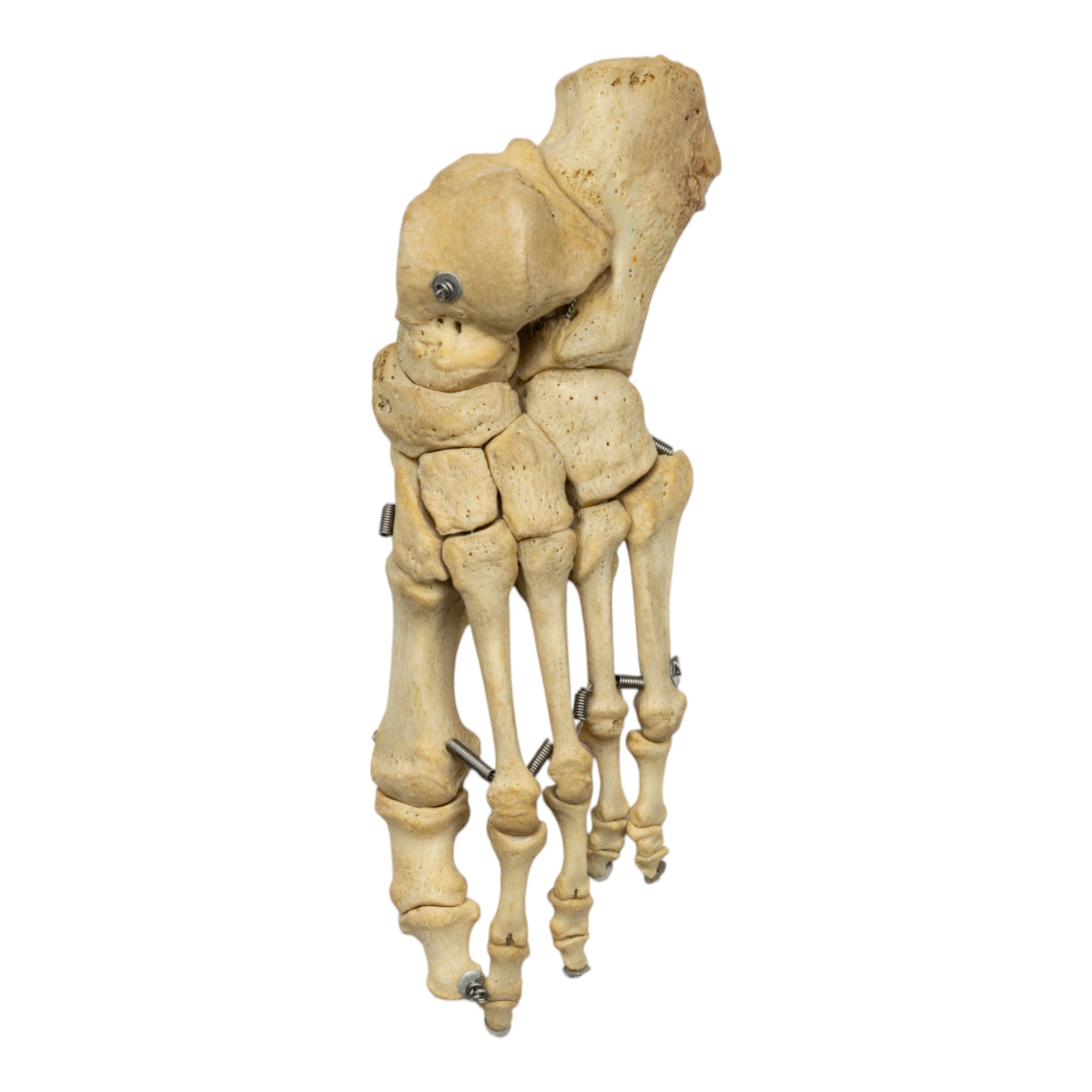 Realistic Human Left Foot Model - Articulated Anatomy for Medical Study & Art Reference | Perfect for Doctors, Students & Artists