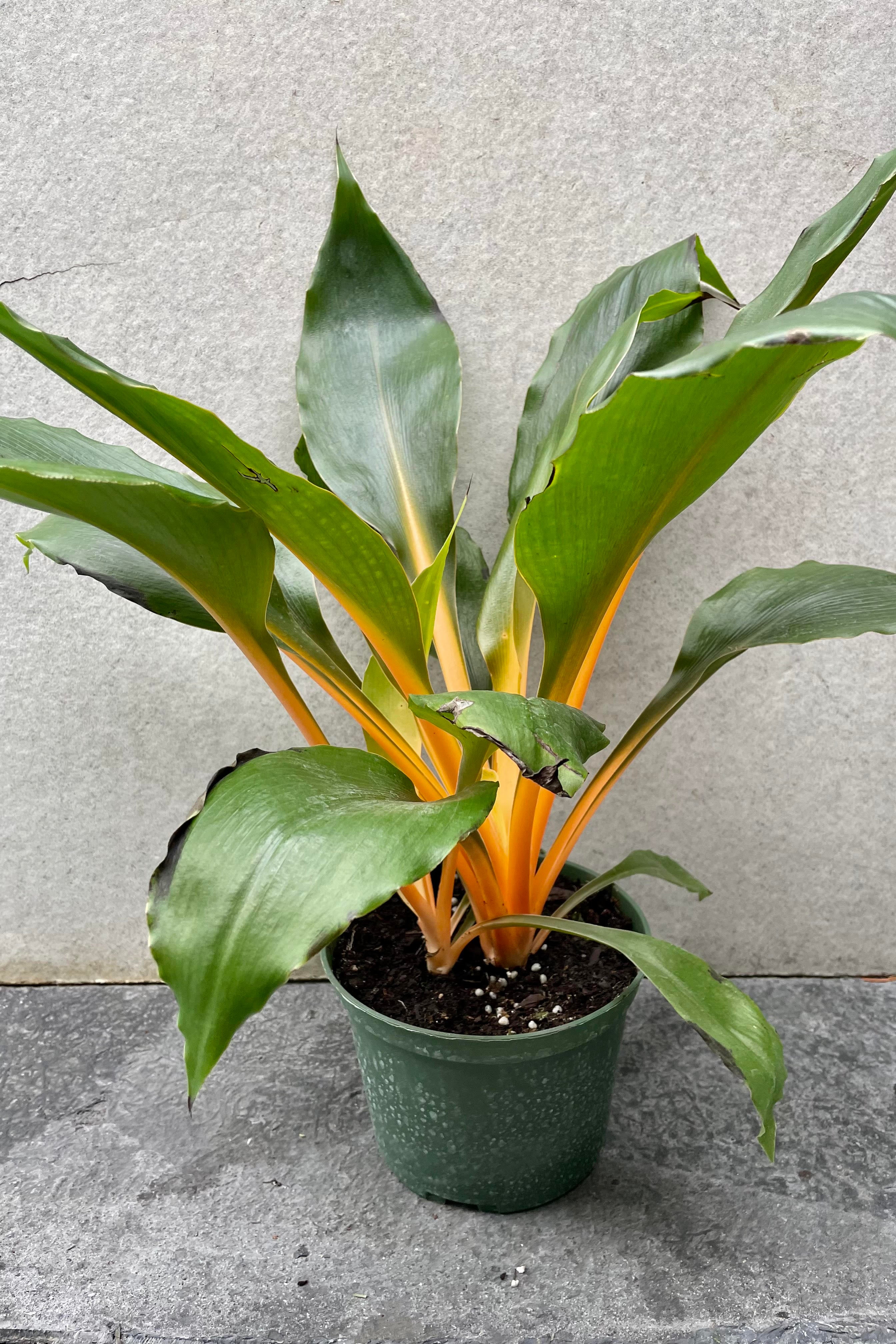 Fire Flash Chlorophytum Amaniense - 6