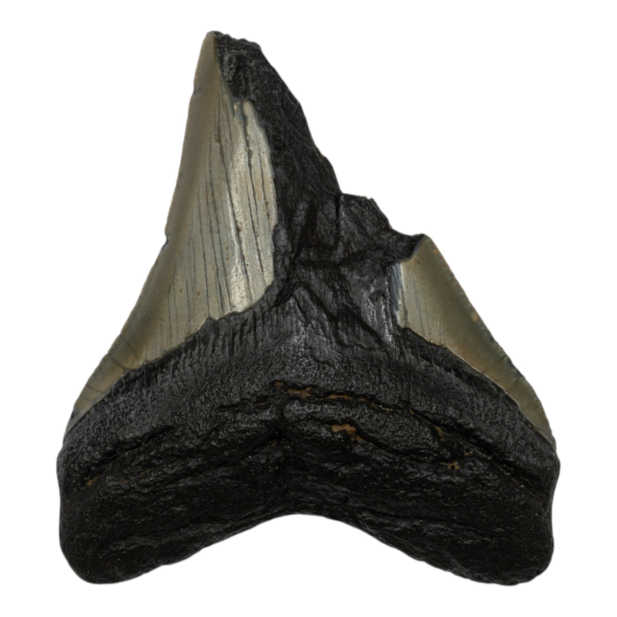 Authentic Megalodon Shark Tooth Fossil - Half Size - Perfect for Collectors, Jewelry Making & Educational Displays