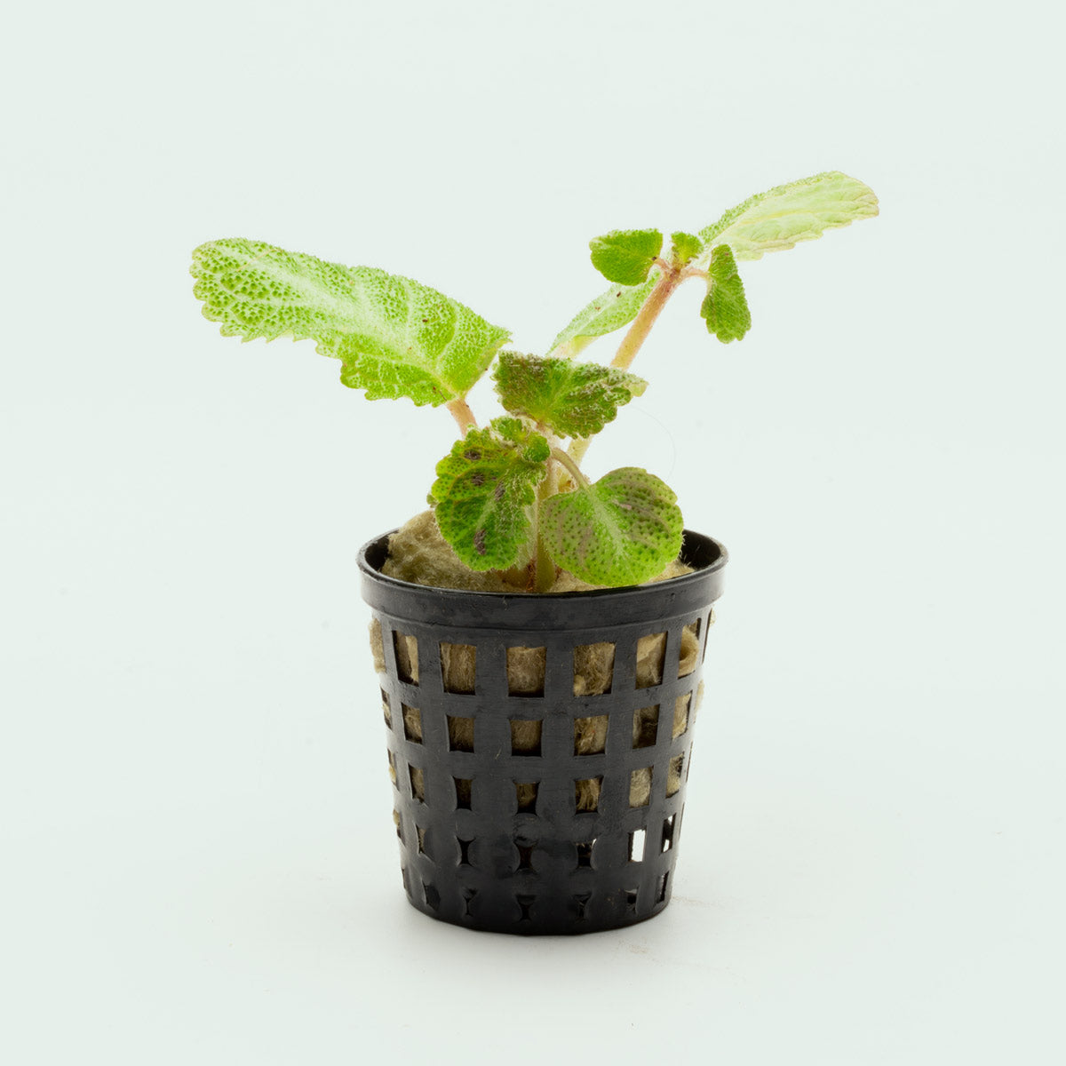 Episcia Lil Lemon - Rare Lemon Lime Variegated Houseplant for Indoor Gardens | Perfect for Home Decor, Terrariums & Office Spaces