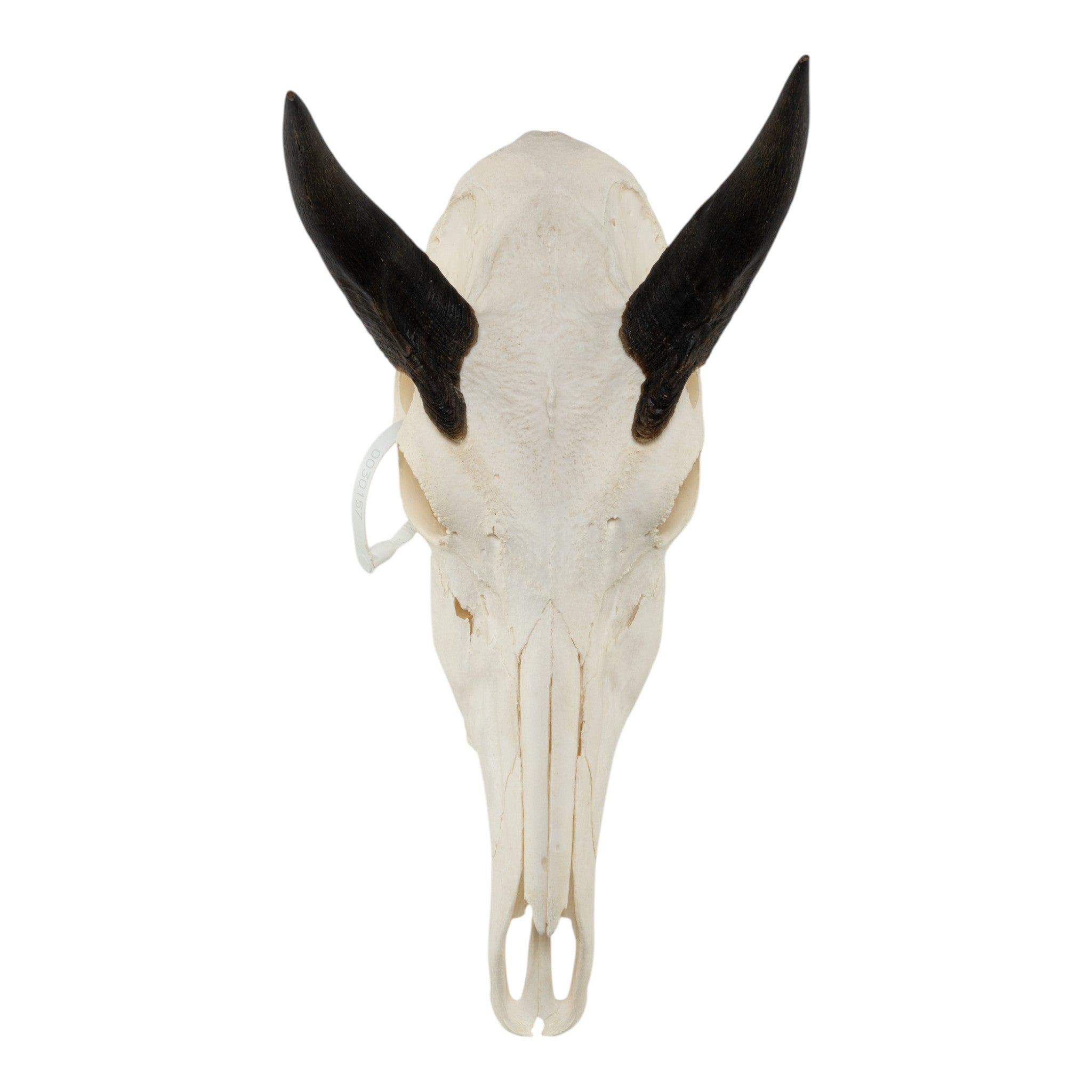 Authentic Nilgai Skull - Genuine Taxidermy Specimen for Home Decor, Hunting Trophy & Gothic Interior Design | Perfect for Cabin, Man Cave or Western Style Decor