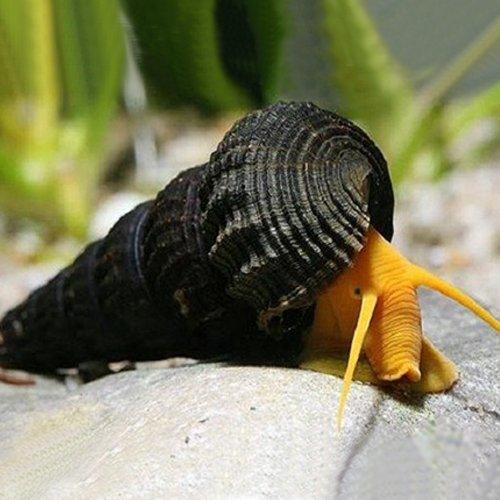 Premium Live Yellow Rabbit Snails (Tylomelania sp.) - Freshwater Aquarium Snails for Planted Tanks, Nano Tanks & Shrimp Tanks | Natural Algae Eaters & Tank Cleaners