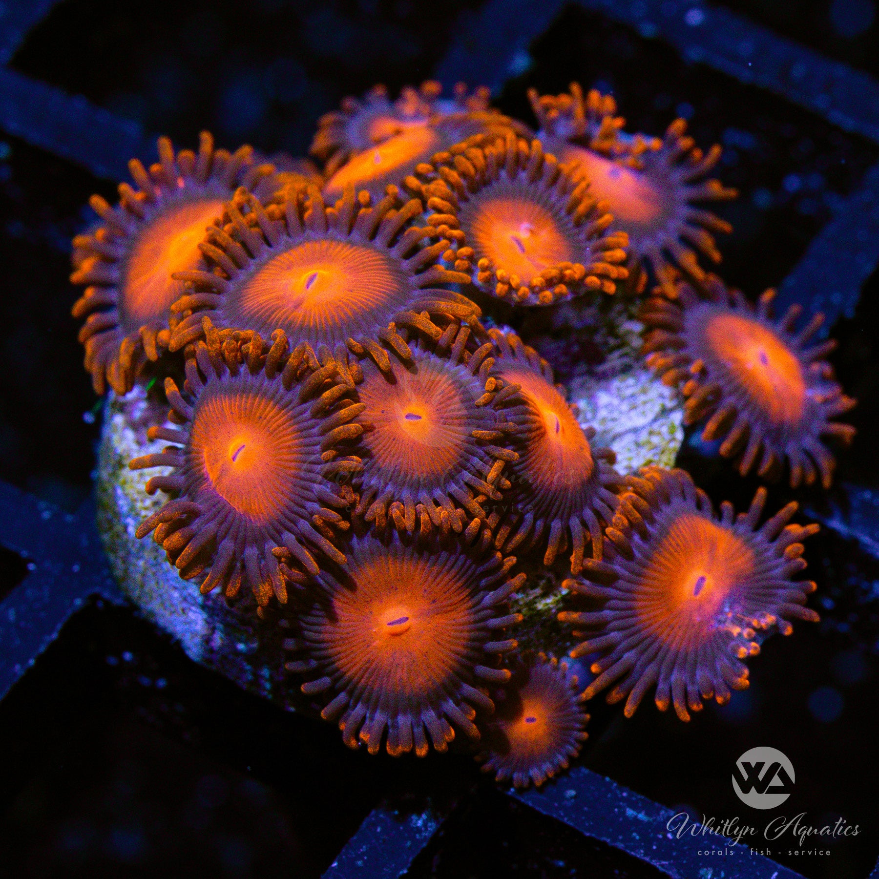 Bam Bam Zoanthid Coral - Aquacultured Saltwater Reef Coral for Aquarium & Marine Tank Decoration | Perfect for Reef Tanks, Nano Tanks & Coral Frag Racks