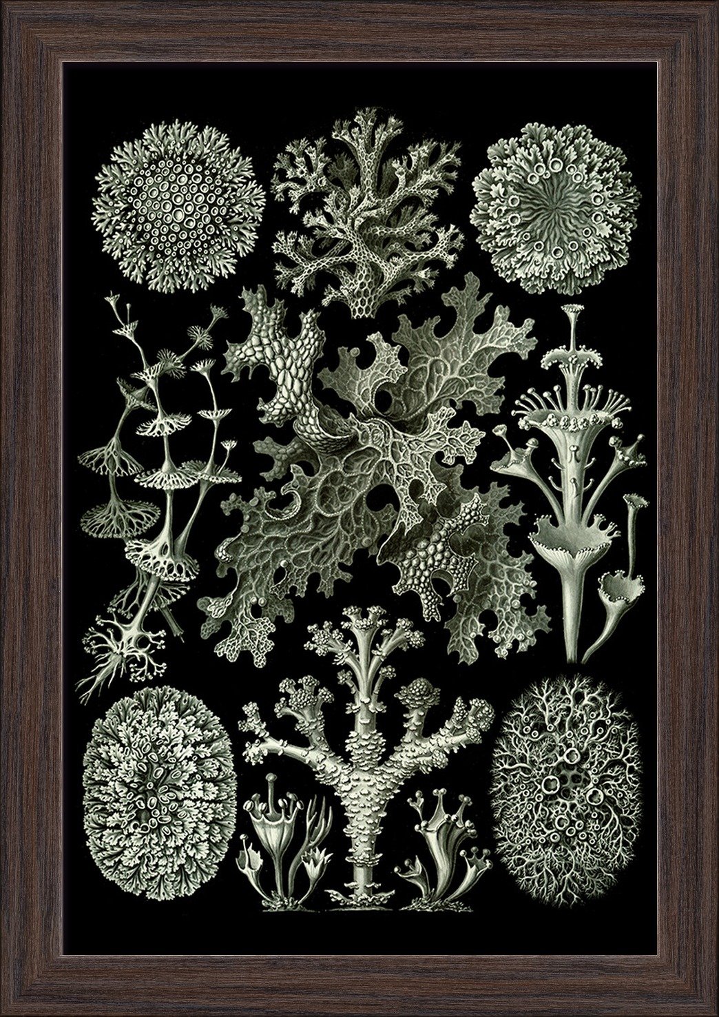 Ernst Haeckel Lichenes Art Print - 12x18 Giclee Fine Art Reproduction in Eco-Friendly Recycled Wood Frame (Espresso Brown) - Perfect for Home Decor, Office Wall Art & Nature-Inspired Interior Design