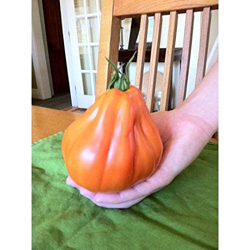 Giant Red Pear Abruzzese Tomato Seeds - Heirloom Italian Variety from Northern Italy (10 Seeds) - Perfect for Home Gardens & Organic Farming