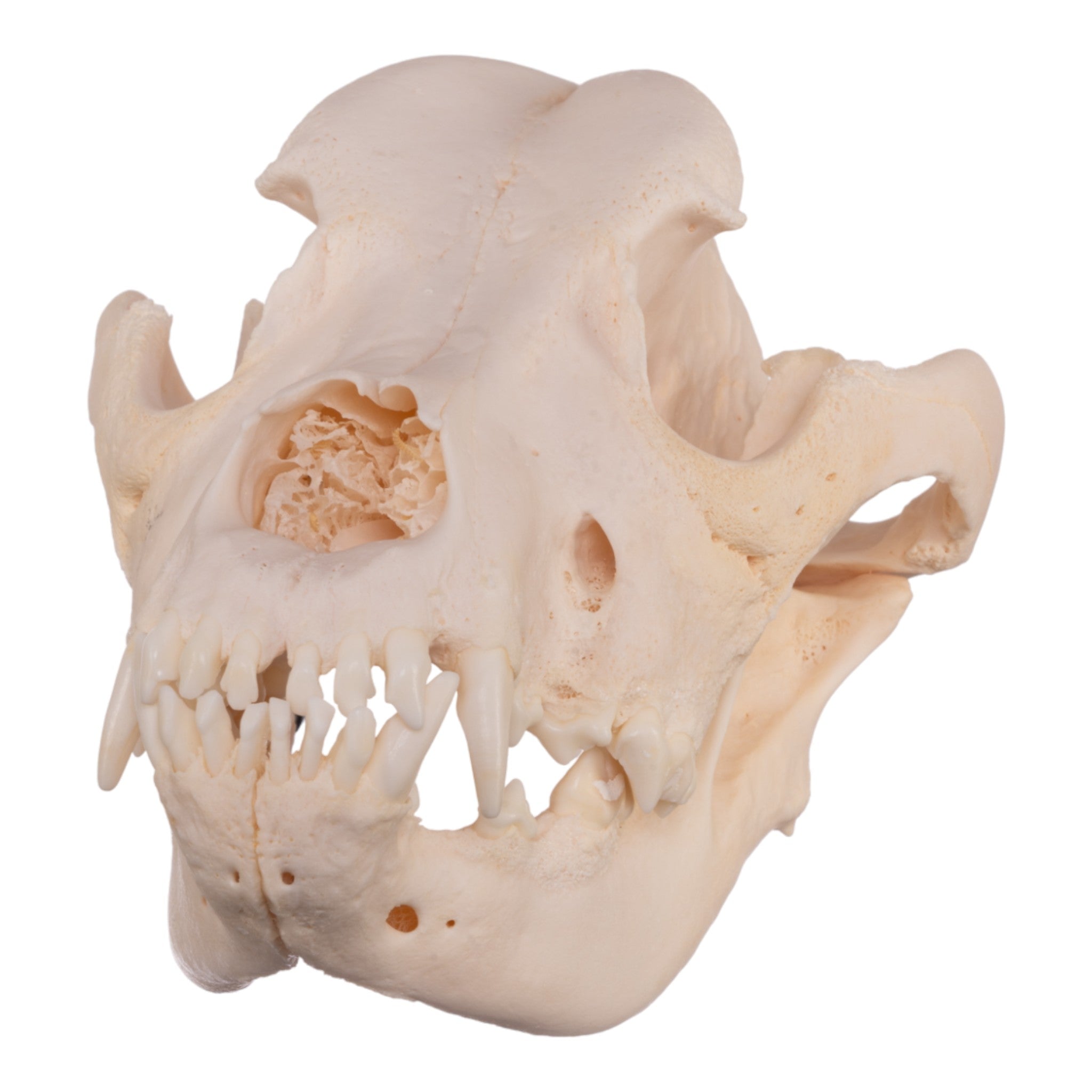 Authentic Great Dane Dog Skull Specimen - Real Domestic Canine Skull for Veterinary Study, Anatomy Education & Halloween Decor