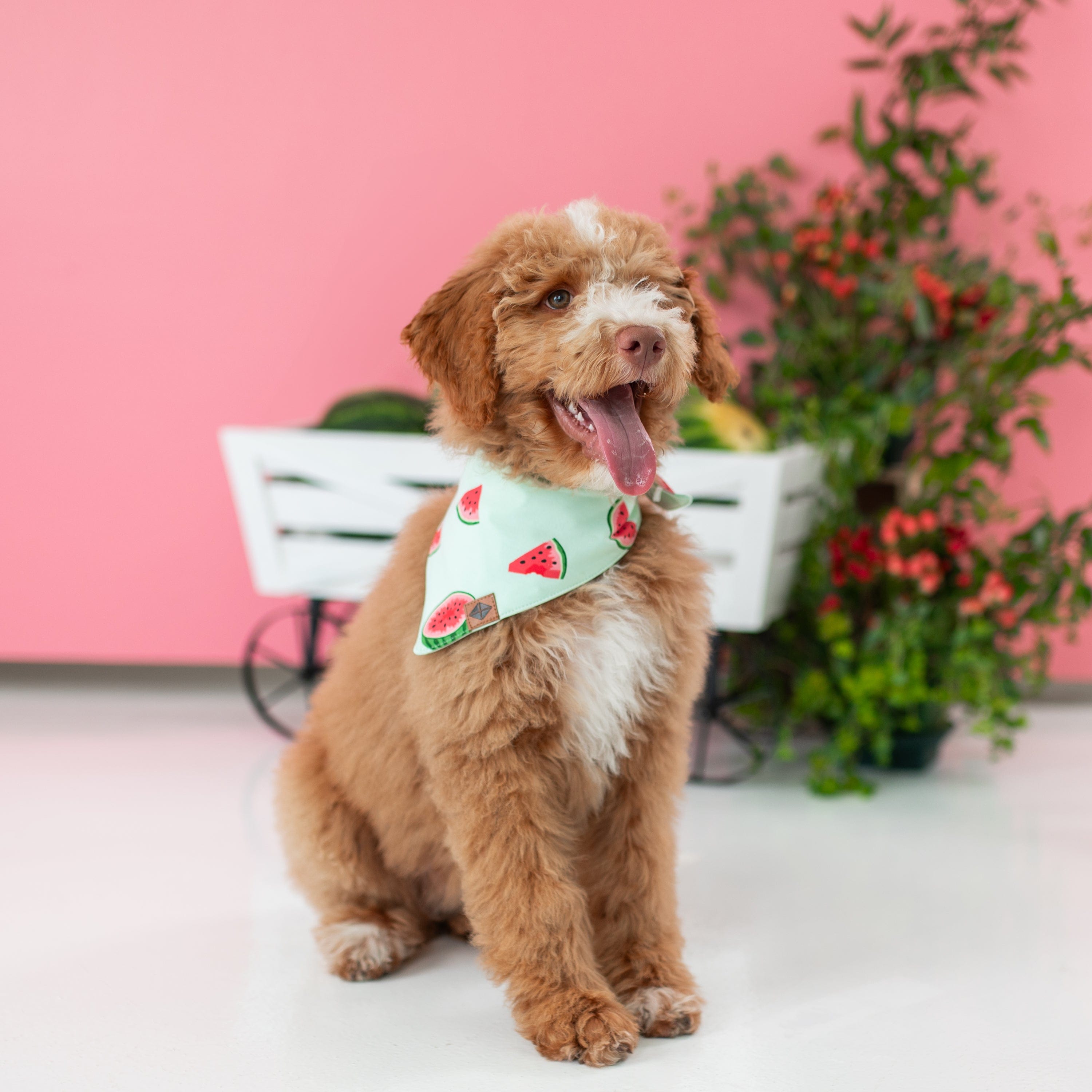 Stylish Watermelon Dog Bandana - Cute & Comfortable Pet Bandana for Small & Large Dogs - Perfect for Summer, Parties & Photo Shoots