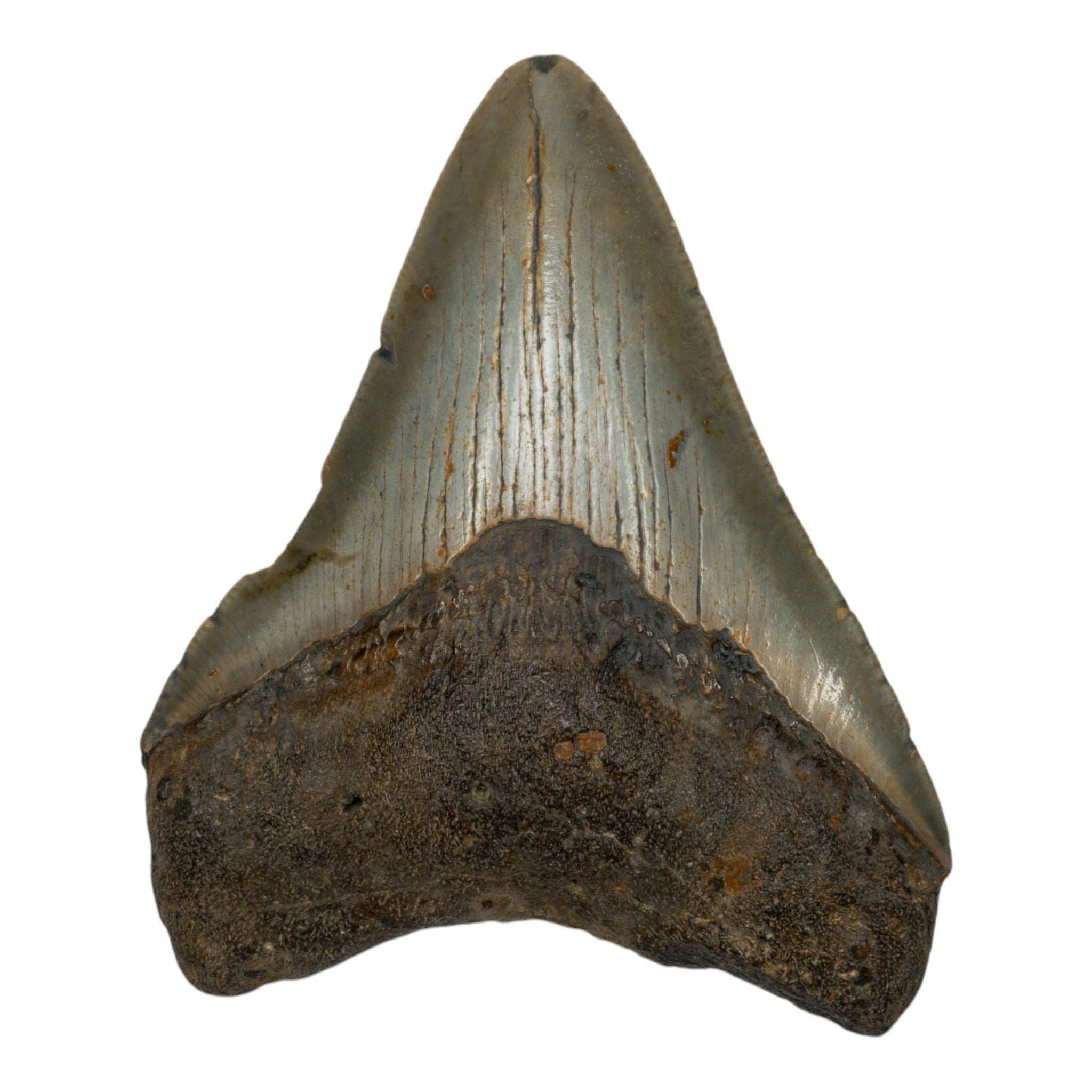 Genuine Megalodon Shark Tooth Fossil - Authentic Collector's Specimen for Display, Education & Paleontology Enthusiasts | Perfect for Home Decor, Classroom & Gift Giving