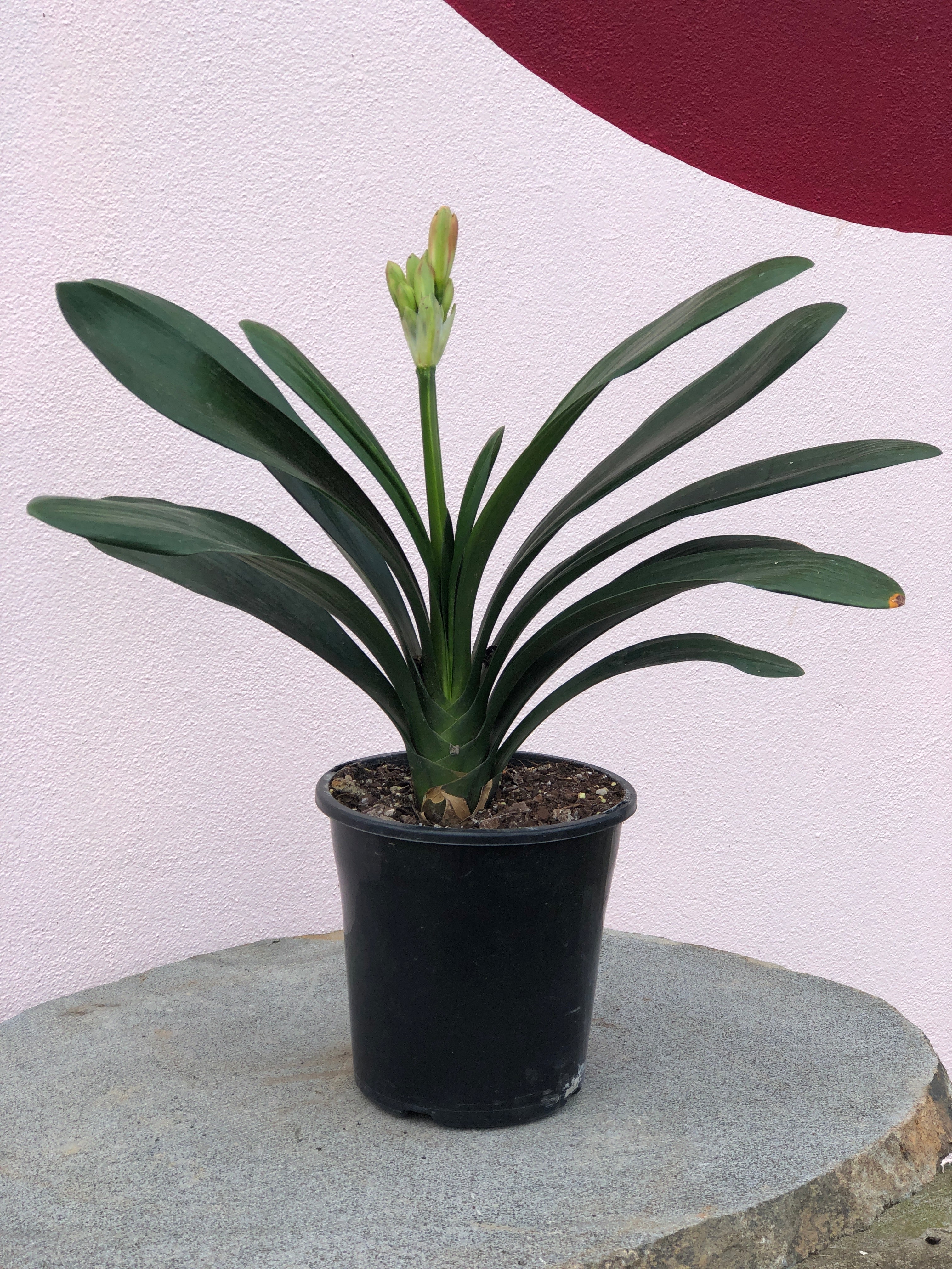 Clivia 'Belgian Hybrid' Orange Flowering Plant - Exotic Indoor Houseplant for Home Decor, Office & Garden - Perfect for Brightening Spaces & Gift Giving