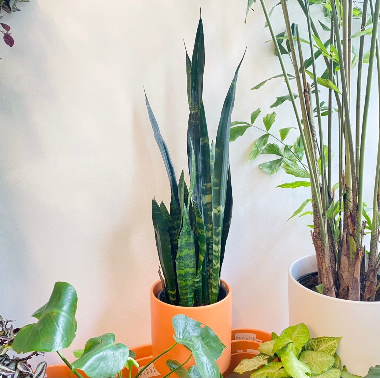 Sansevieria Black Coral Snake Plant - Low Light Indoor Houseplant for Home, Office, and Bedroom Decor - Air Purifying and Easy Care House Plant