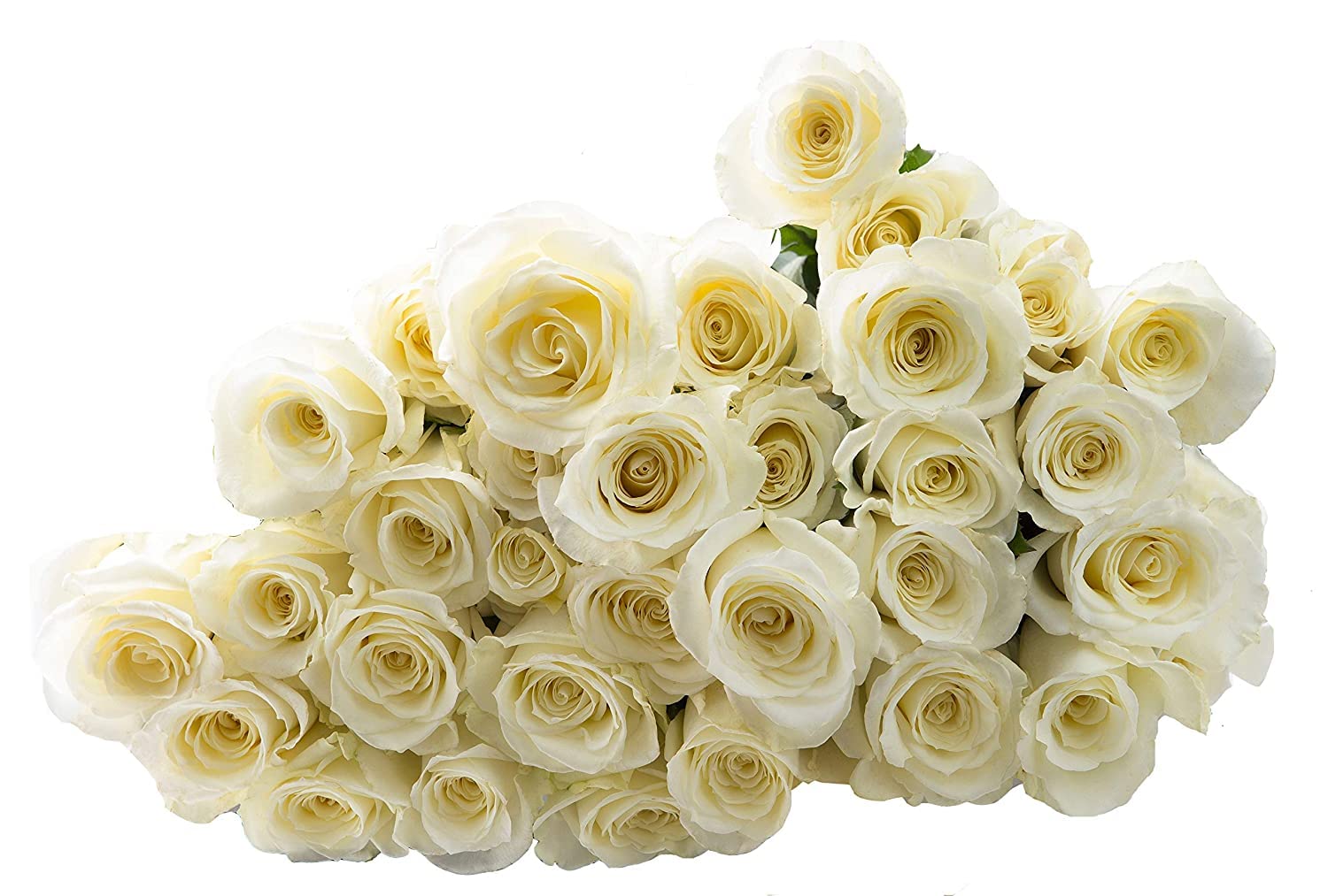 Kabloom Premium 100 White Roses Long Stem (60cm/24in) - Fresh Wedding Flowers for Bouquets, Centerpieces, Anniversaries, Birthdays, Mother's Day - Fast Overnight Delivery - Wholesale Bulk Flowers for Events & Special Occasions