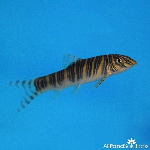 Zebra Loach (Botia striata) - Freshwater Aquarium Fish for Community Tanks - Perfect for Planted Tanks & Peaceful Fish Communities
