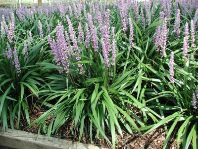 Liriope Muscari 'Ingwersen' and 'Classic Blue' - 25 Pack of 3.5 Inch Square Pots - Drought-Tolerant Ground Cover Plants for Landscaping, Borders, and Erosion Control