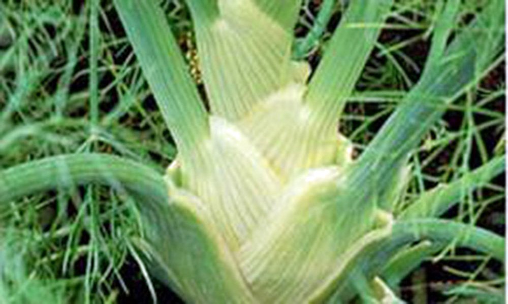Organic Heirloom Florence Fennel Seeds - Non-GMO, 25+ Count - Country Creek Acres - Perfect for Herb Gardens, Cooking & Natural Remedies