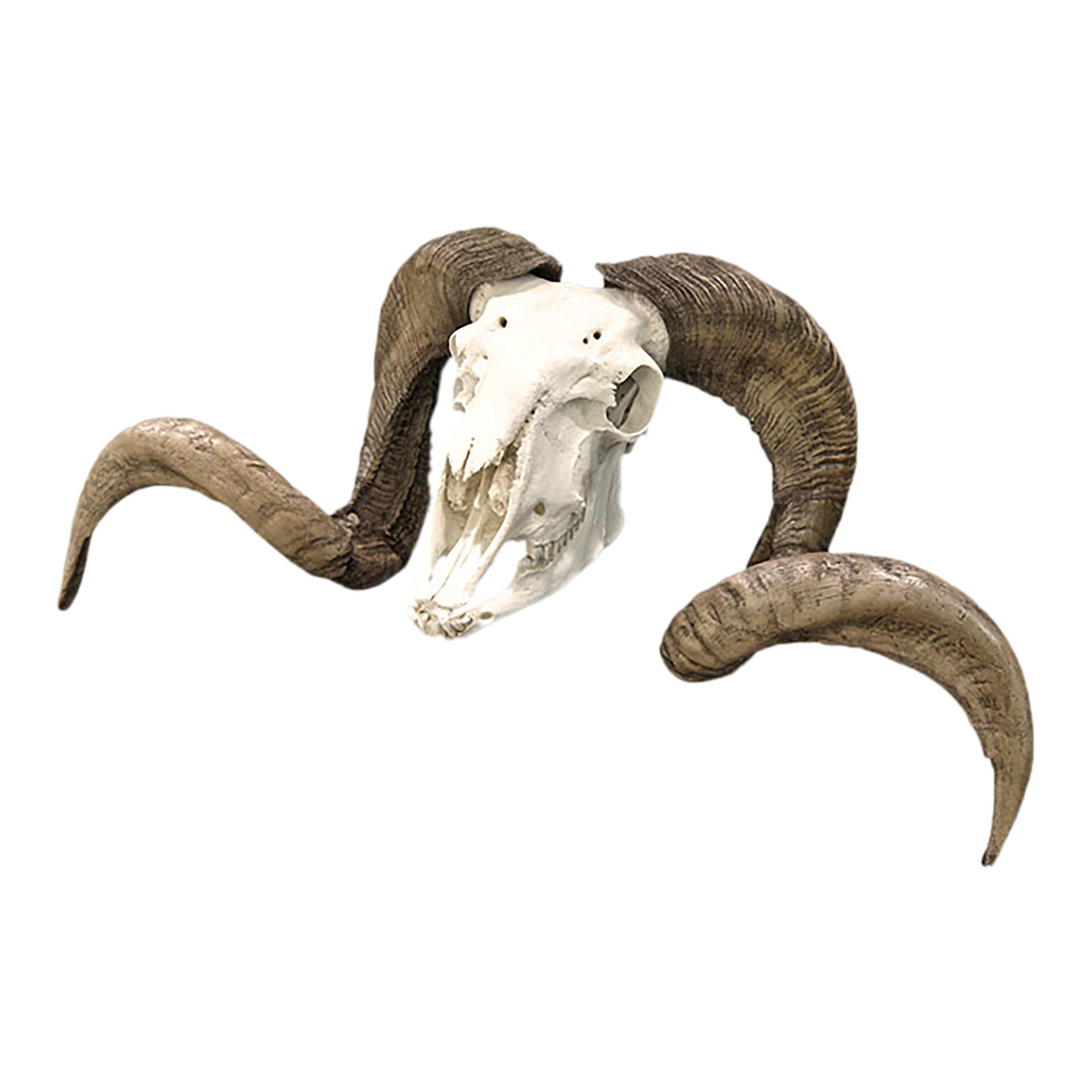 Authentic Replica Ram Skull Home Decor - Rustic Wall Art for Farmhouse, Cabin & Hunting Lodge Decor