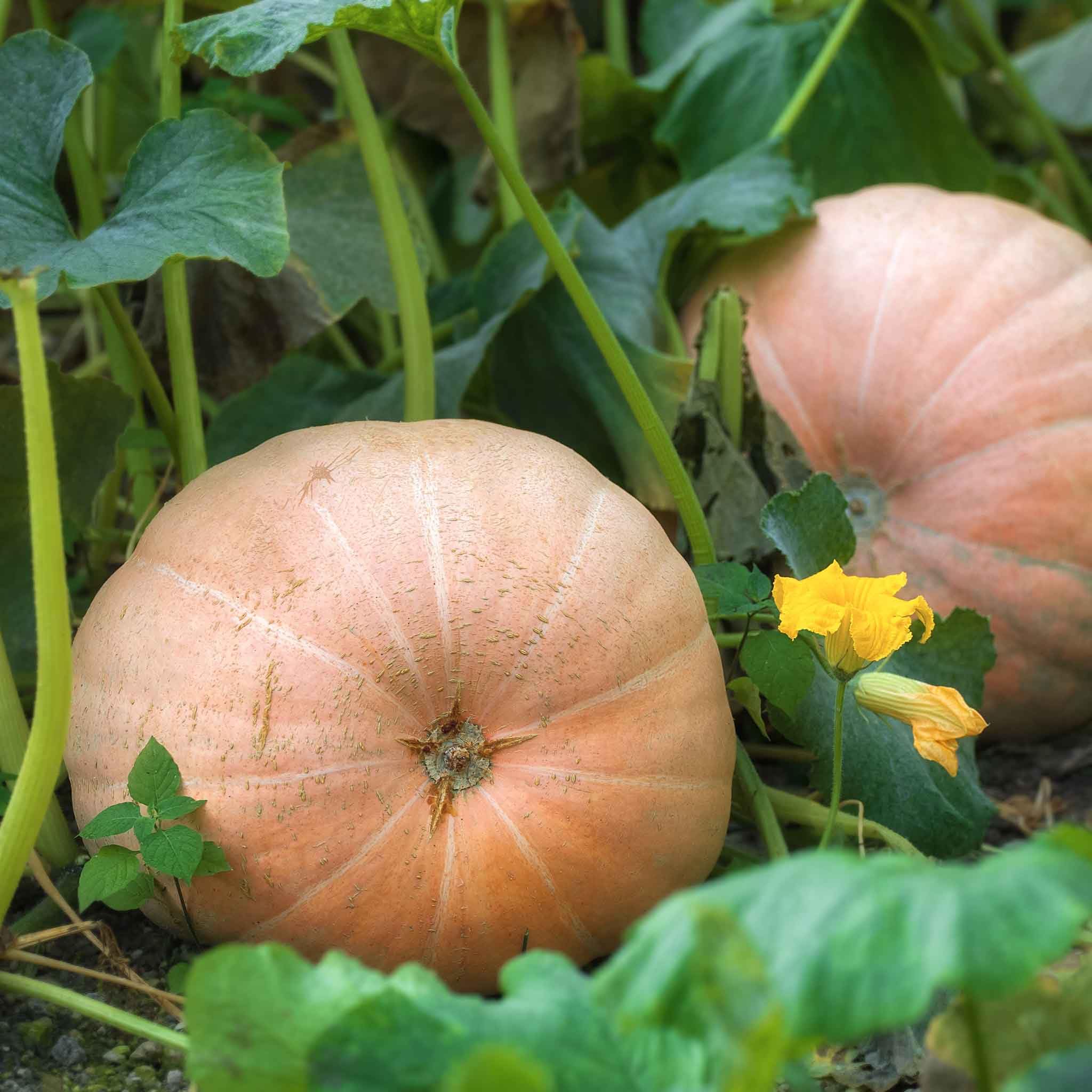 Eden Brothers Non-GMO Mammoth Gold Pumpkin Seeds for Planting - 1 Pound | High-Yield, Fast-Growing Vegetable Seeds for Warm Season Planting in Zones 3-10 | Perfect for Home Gardens, Fall Decorations, and Pumpkin Patches