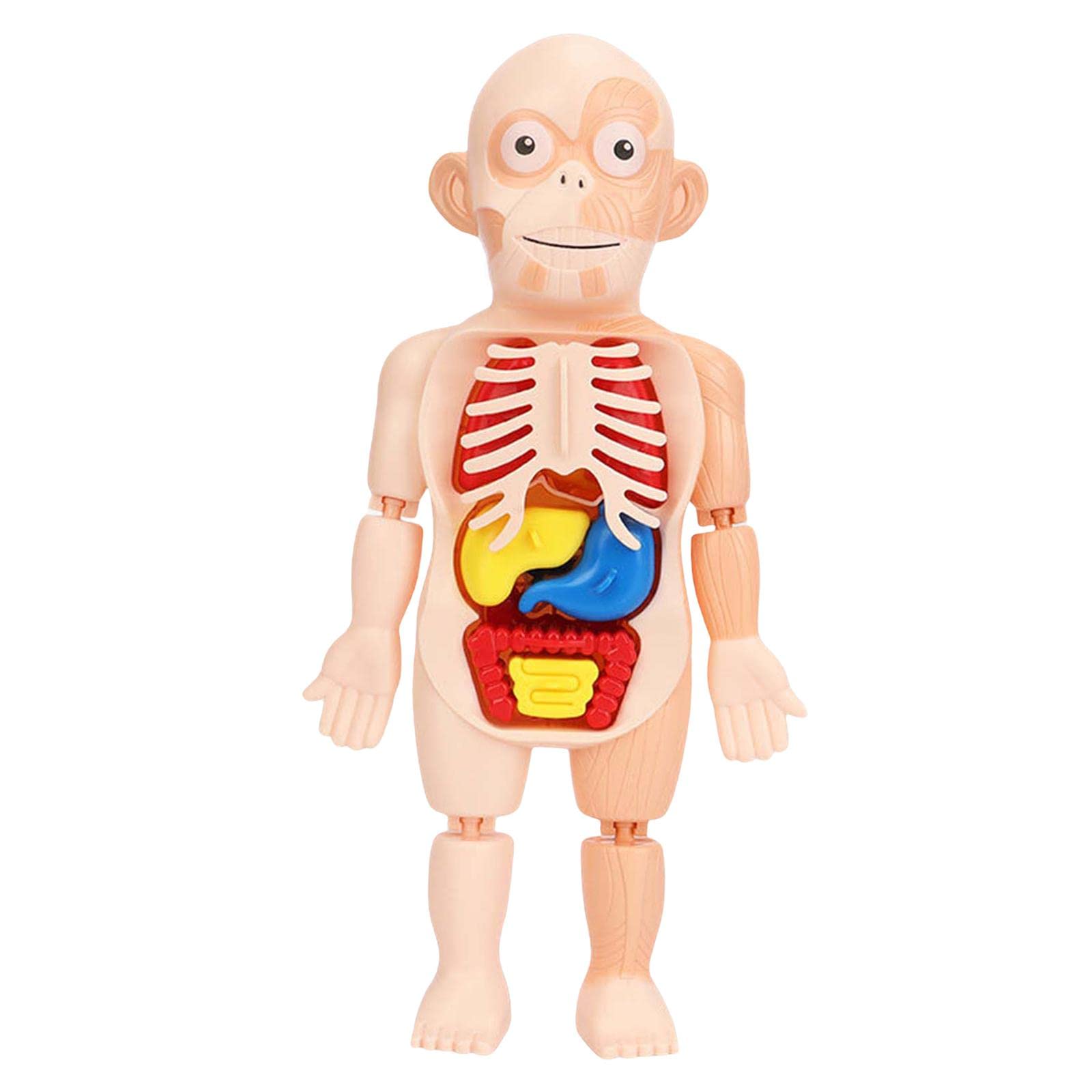 Menolana Detachable 3D Human Body Anatomy Model - Educational Organ Teaching Tool for Kids, STEM Learning Toy with Torso Assembly for Classroom & Home Demonstration | Perfect for Science Class, Homeschooling & Medical Study