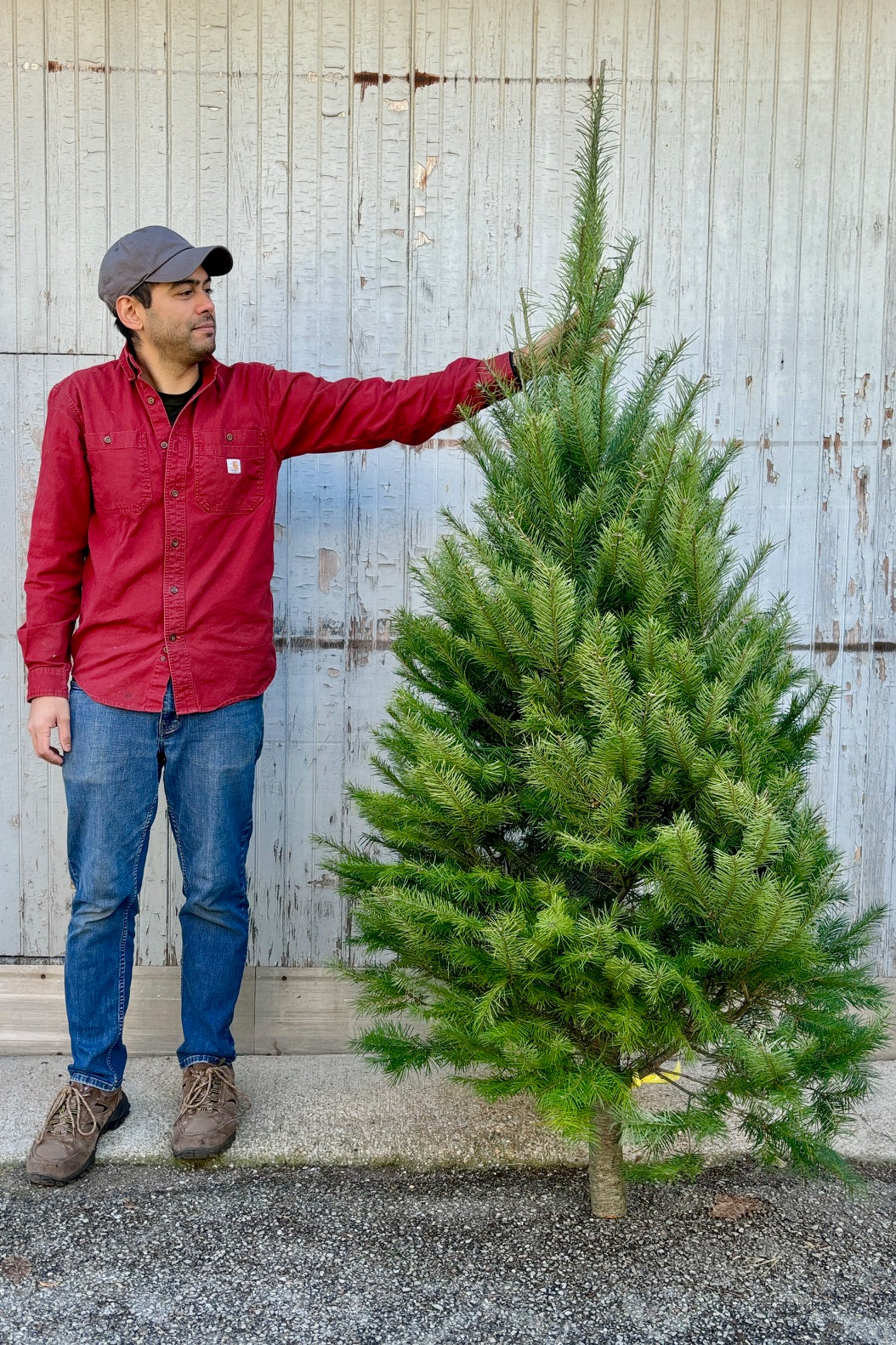 Premium Douglas Fir #1 Christmas Tree - 6-7 Feet Tall for Home Holiday Decor | Perfect for Living Room, Office & Festive Celebrations