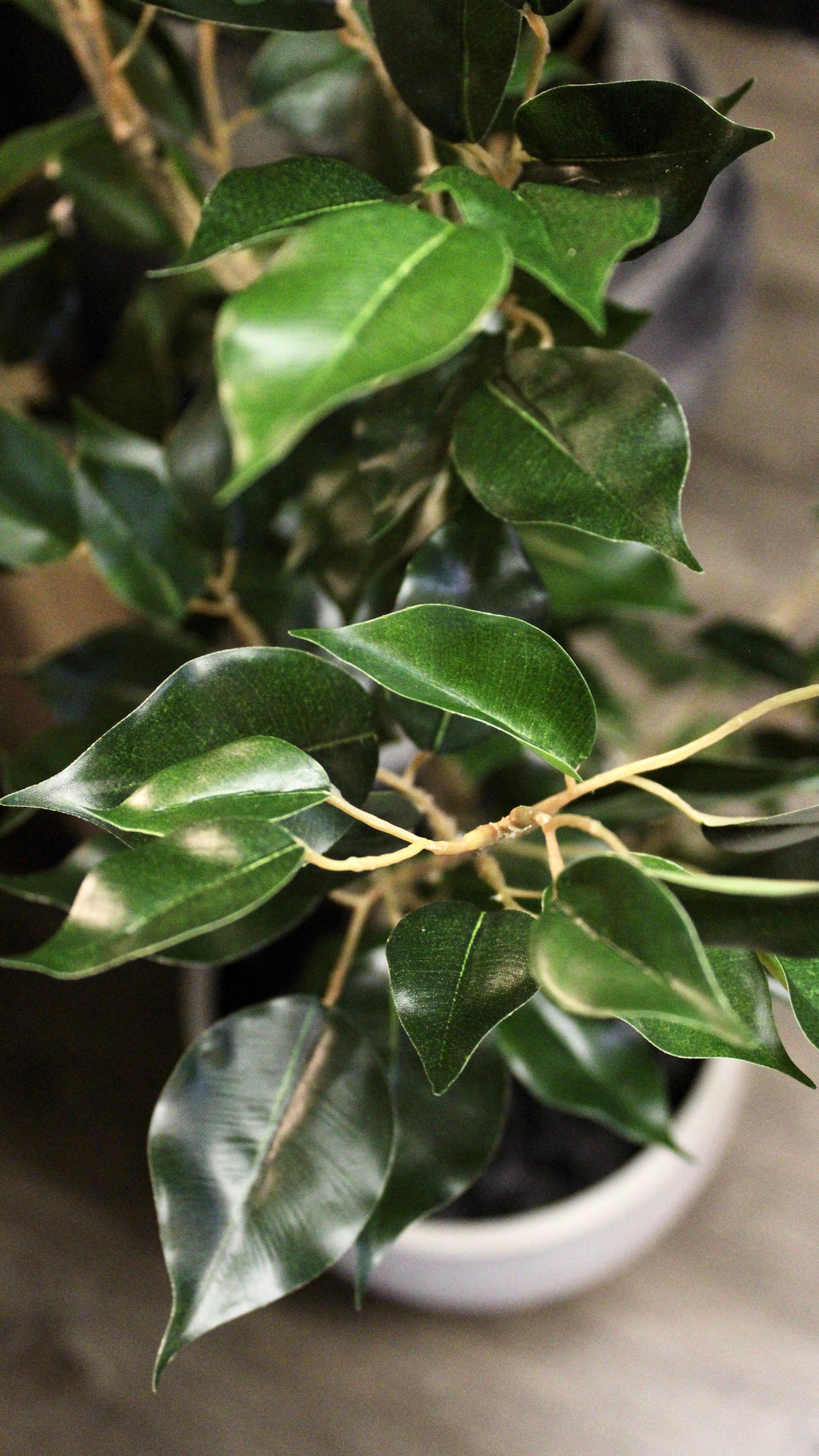 4' Benjamina Ficus Tree - Perfect Indoor Plant for Home & Office Decor | Low Maintenance Houseplant for Living Room, Bedroom, or Workspace