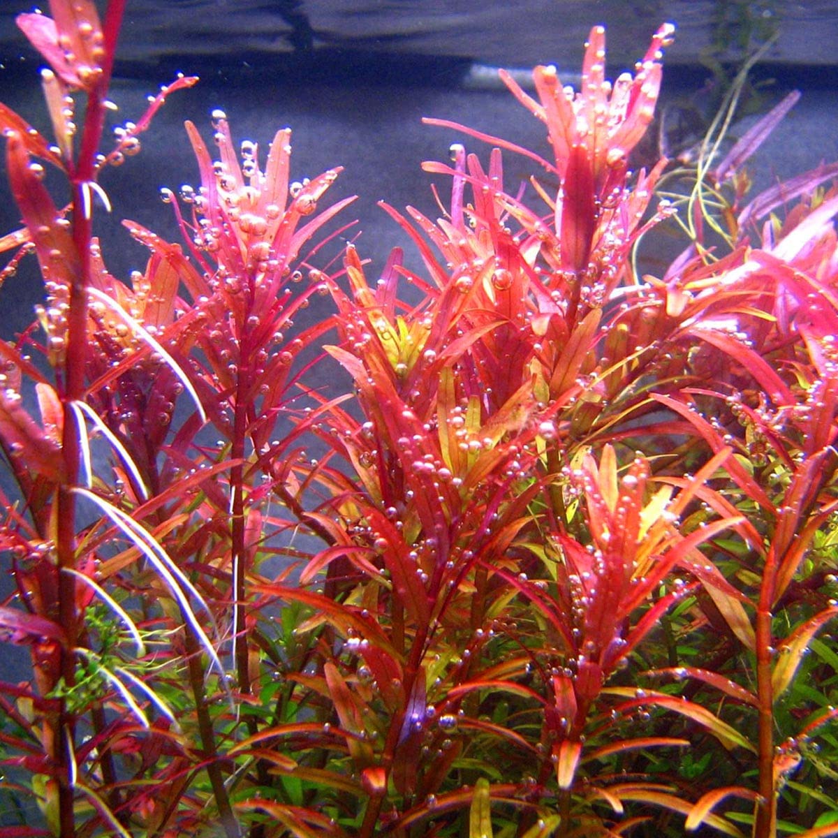 Premium Rotala Rotundifolia Red Live Aquarium Plants - Vibrant Aquatic Plants for Fish Tanks, Terrariums & Indoor Water Gardens | Perfect for Aquascaping, Home Decor & Aquatic Ecosystems