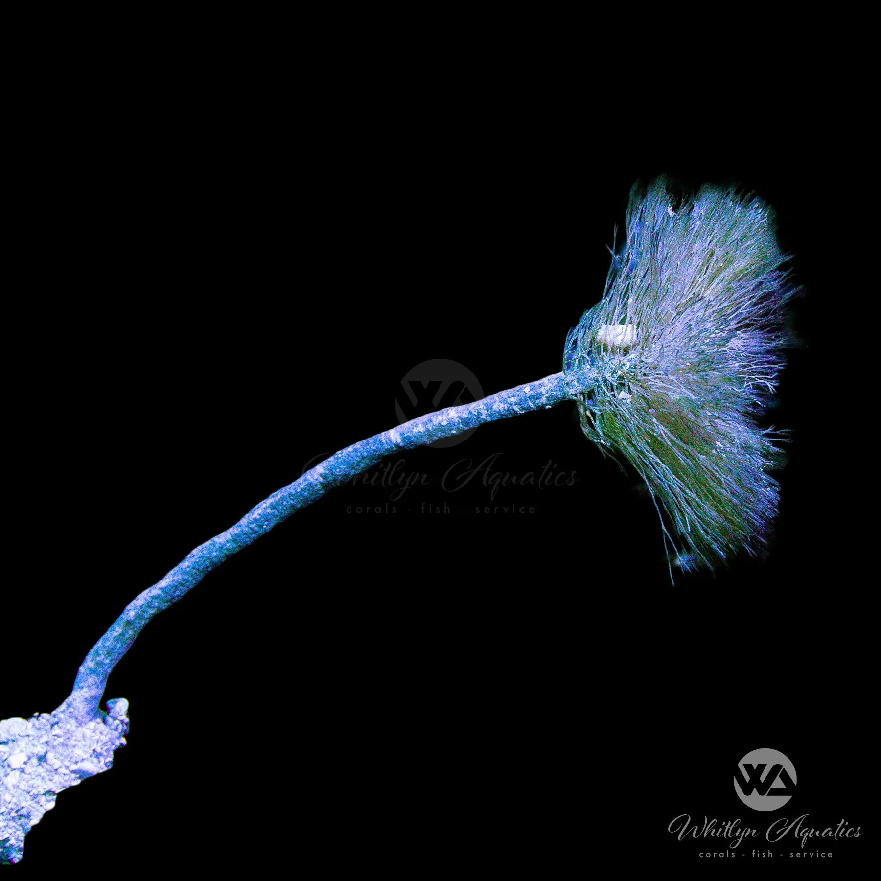 Premium Flat Top Shaving Brush Macroalgae - Natural Marine Plant for Saltwater Aquariums | Perfect for Reef Tanks, Coral Growth & Water Filtration