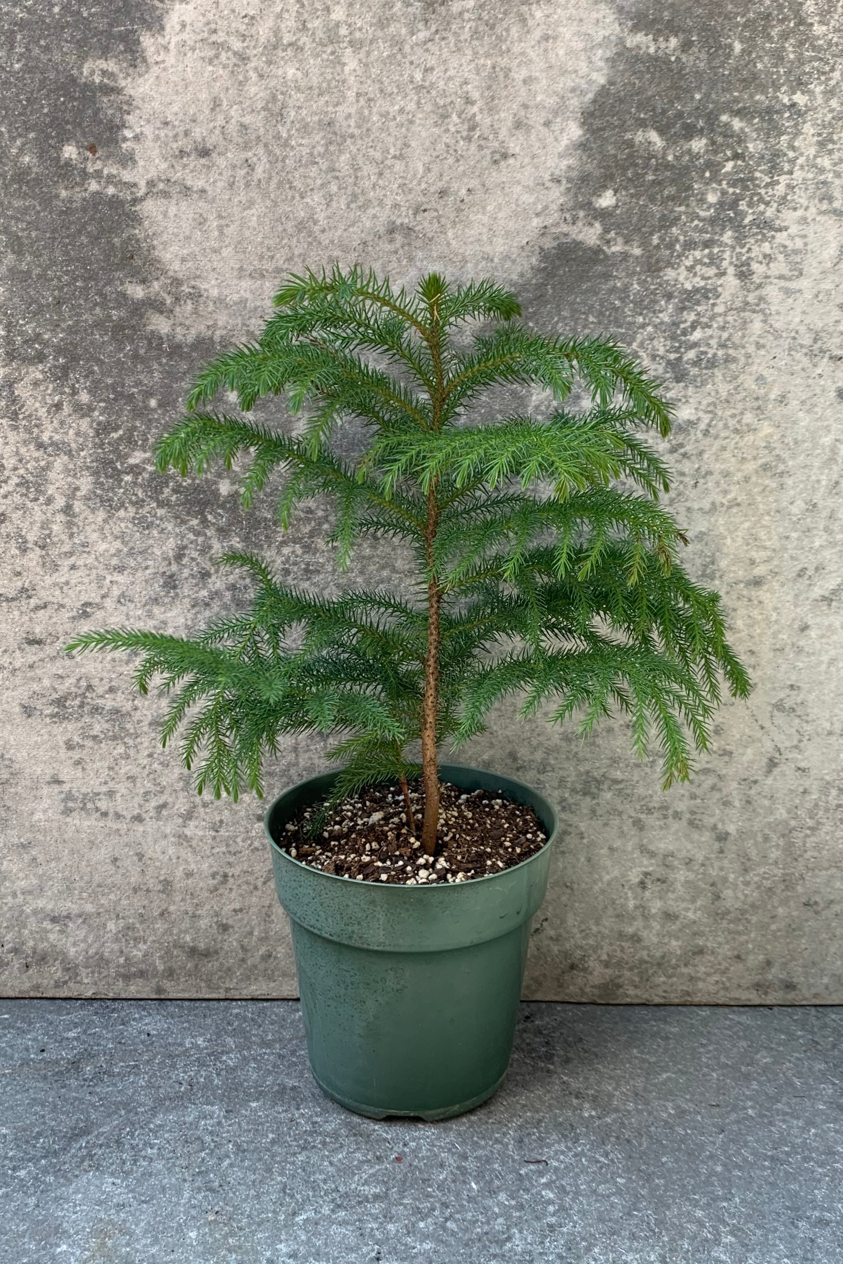 Norfolk Island Pine (Araucaria heterophylla) - 6 Inch Indoor Potted Plant for Home Decor, Office, and Holiday Christmas Tree