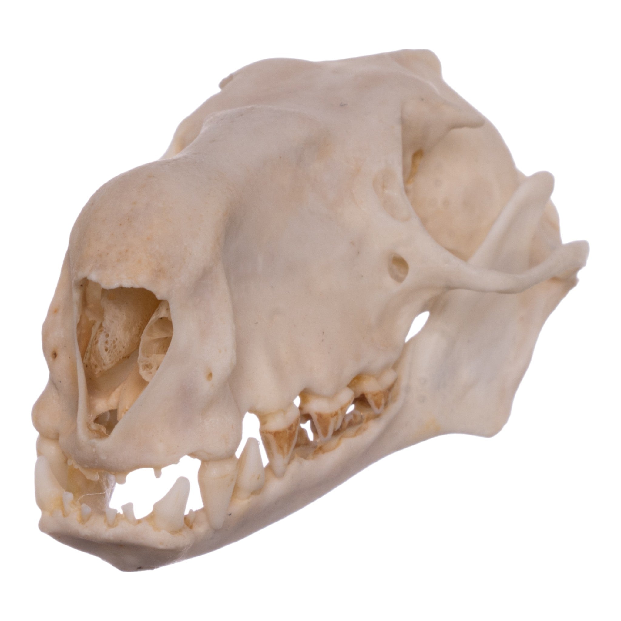 Authentic Hammerhead Fruit Bat Skull - Male Specimen | Collectible Oddity, Gothic Decor, Taxidermy Display for Halloween & Dark Academia Aesthetics