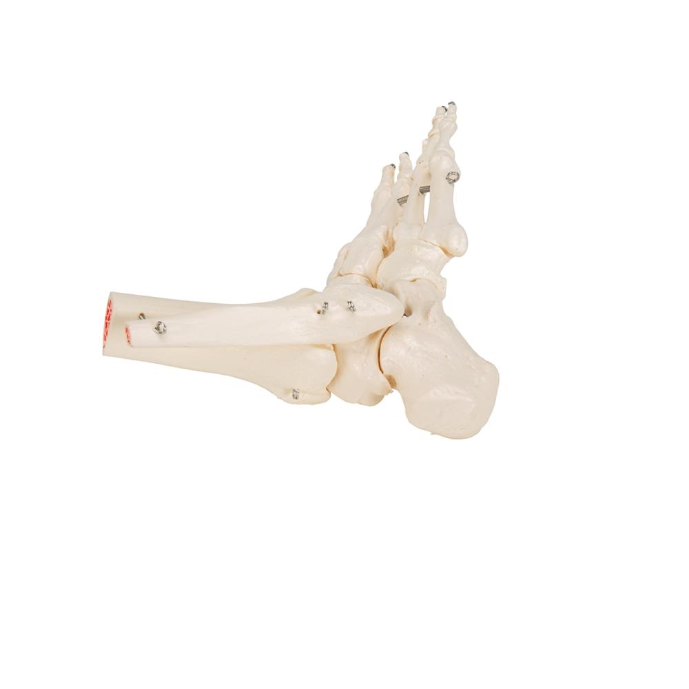 Human Foot and Ankle Skeleton Model - Anatomical Study Tool for Medical Students, Doctors & Physical Therapists - Perfect for Classroom, Clinic & Home Study