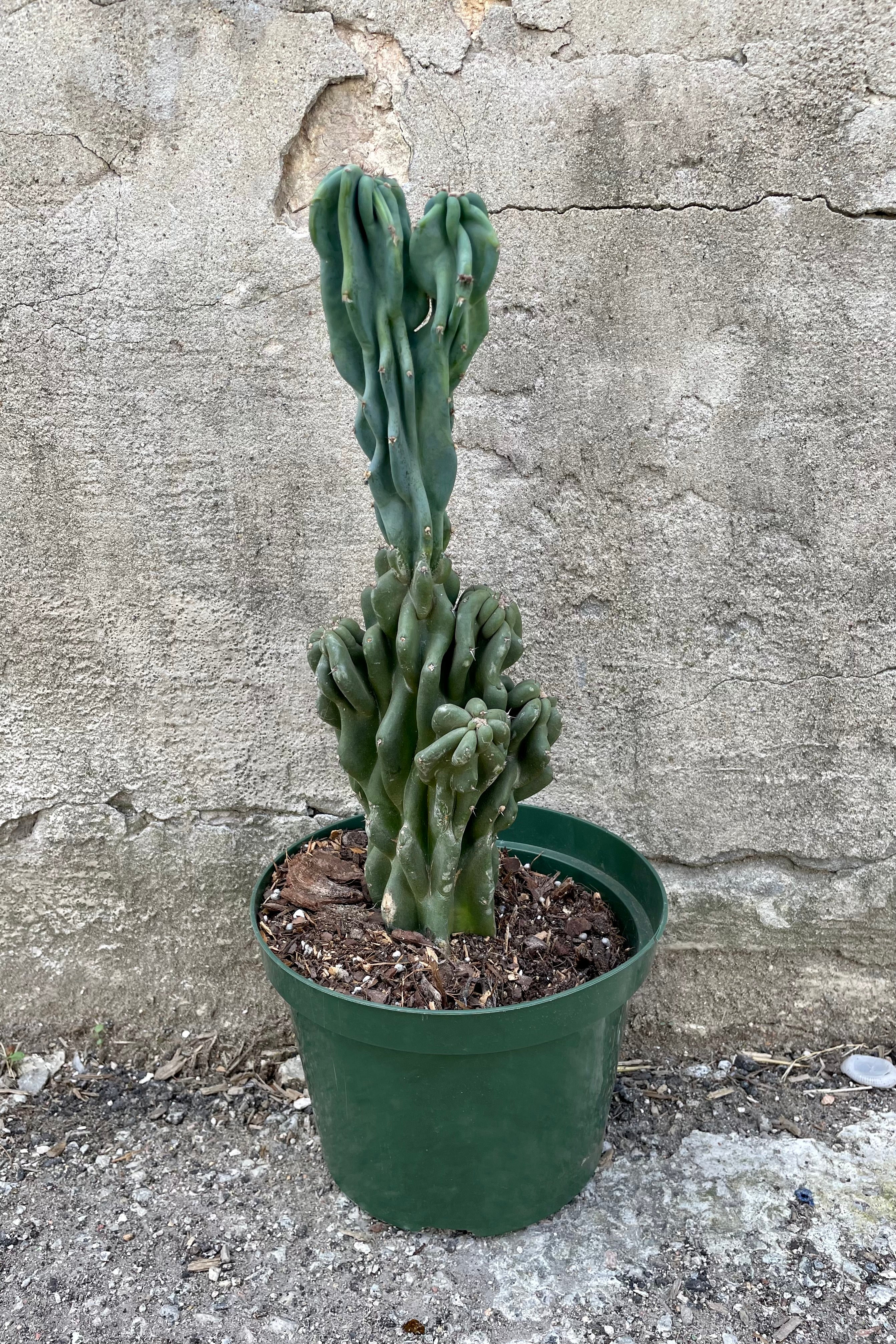 Buy Cereus Peruvianus 'Monstrose' Cactus - 8 Inch Potted Plant for Home & Office Decor | Unique Indoor Succulent for Desert Gardens, Terrariums & Zen Spaces