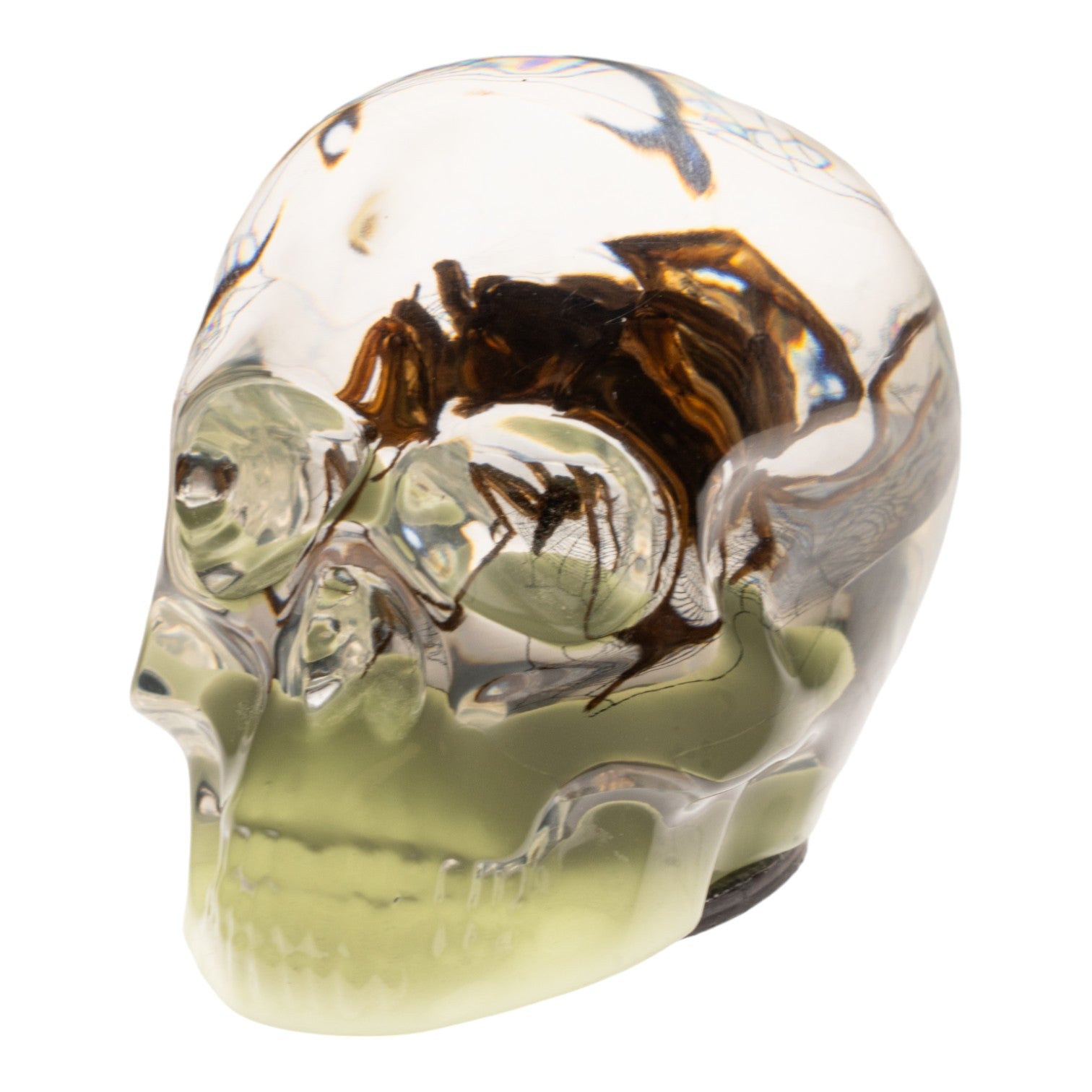 Glow in the Dark Acrylic Skull Magnet with Real Spider & Web - Unique Gothic Decor for Fridge, Lockers & Halloween Party Decorations