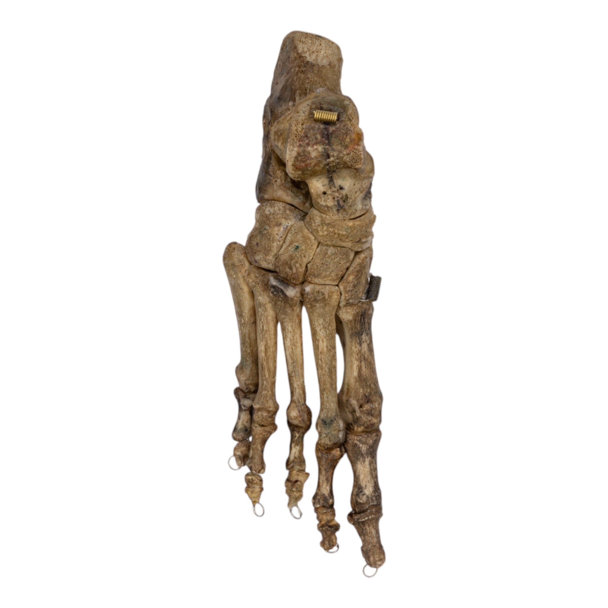 Realistic Human Foot Model - Articulated & Antique Style for Medical Study, Art Reference, and Halloween Decor