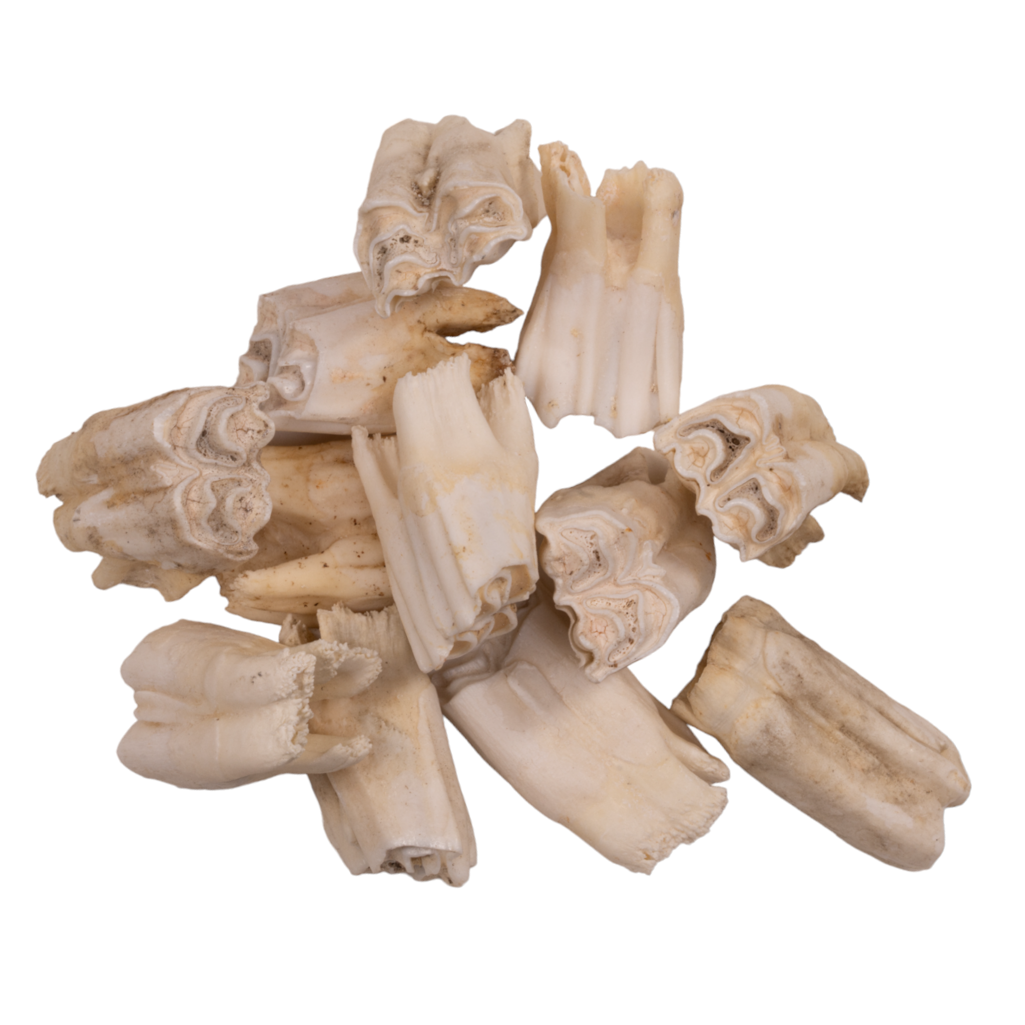 Authentic Gemsbok Tooth - Genuine African Oryx Tooth for Jewelry Making, Crafts & Collectibles | Unique Tribal Decor & DIY Projects