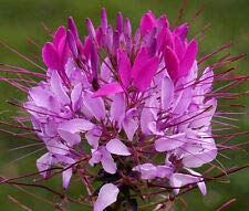 Spider Flower Violet Queen Cleome Hassleriana Seeds - 100 Bulk Lulu Certified Non-GMO Flower Seeds for Garden, Landscaping & Butterfly Attraction