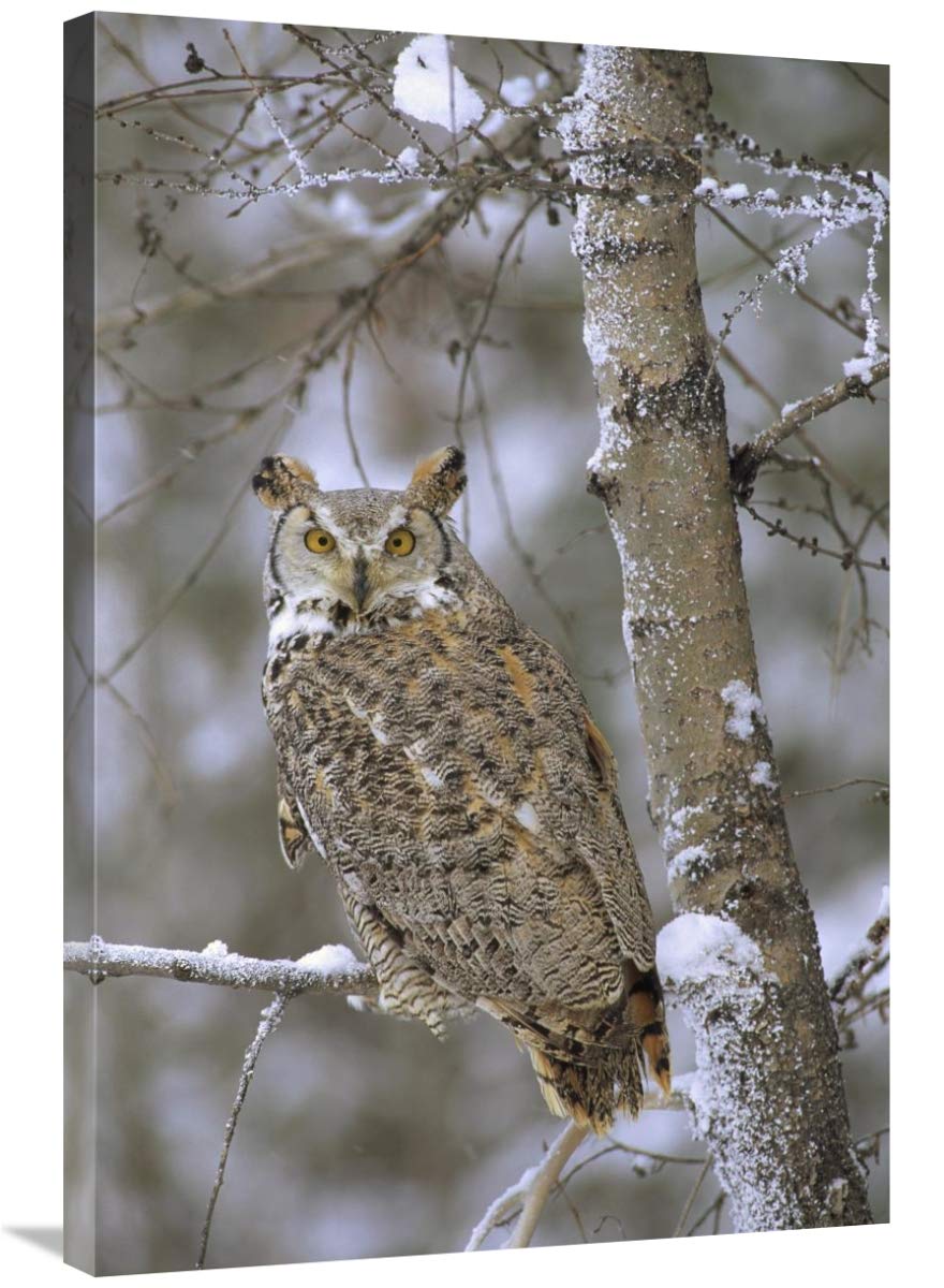 24x36 Inch Great Horned Owl Pale Form Perching on Snow-Covered Tree - British Columbia Canada Wildlife Art Print by Tim Fitzharris | Perfect for Nature Lovers & Home Office Decor