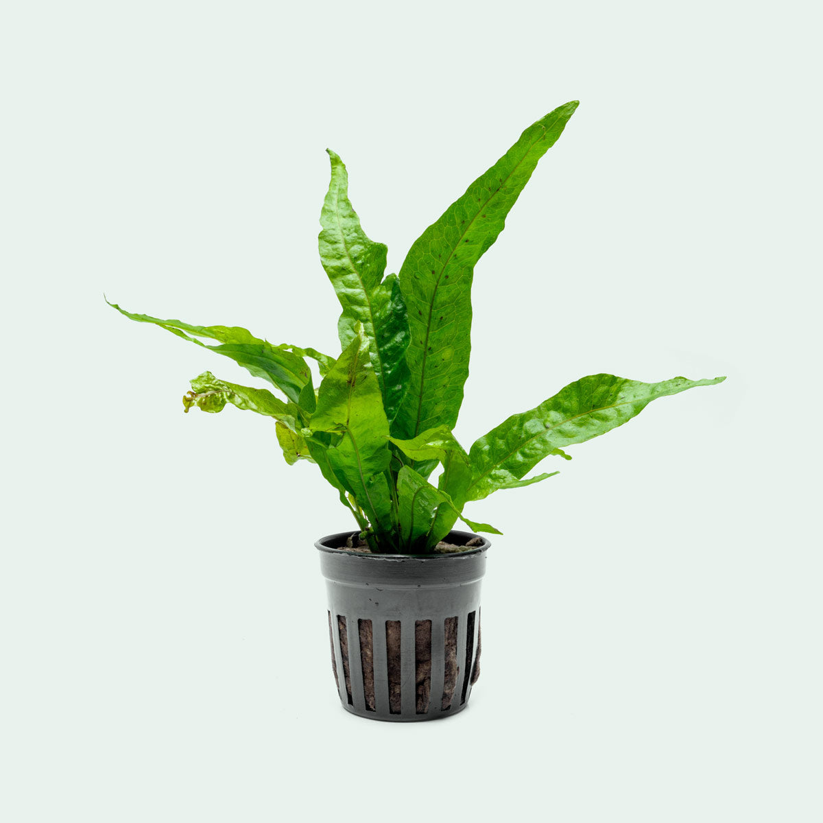 Microsorum Pteropus Gold Sparkle - Golden Java Fern Aquatic Plant for Freshwater Aquariums | Perfect for Fish Tanks, Aquascaping & Low-Light Aquarium Decor