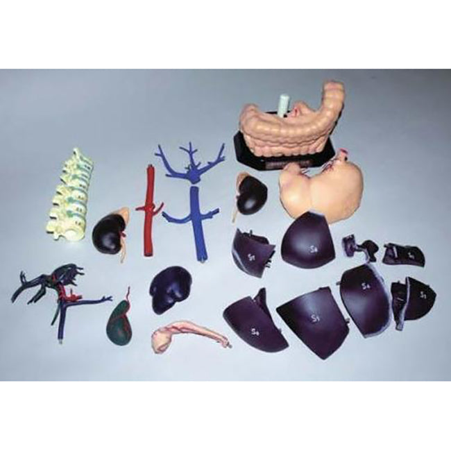 ECHO ZOU Human Internal Organ Anatomical Model - Detailed Medical Teaching Tool for Students, Doctors & Anatomy Enthusiasts | Perfect for Classrooms, Labs & Home Study
