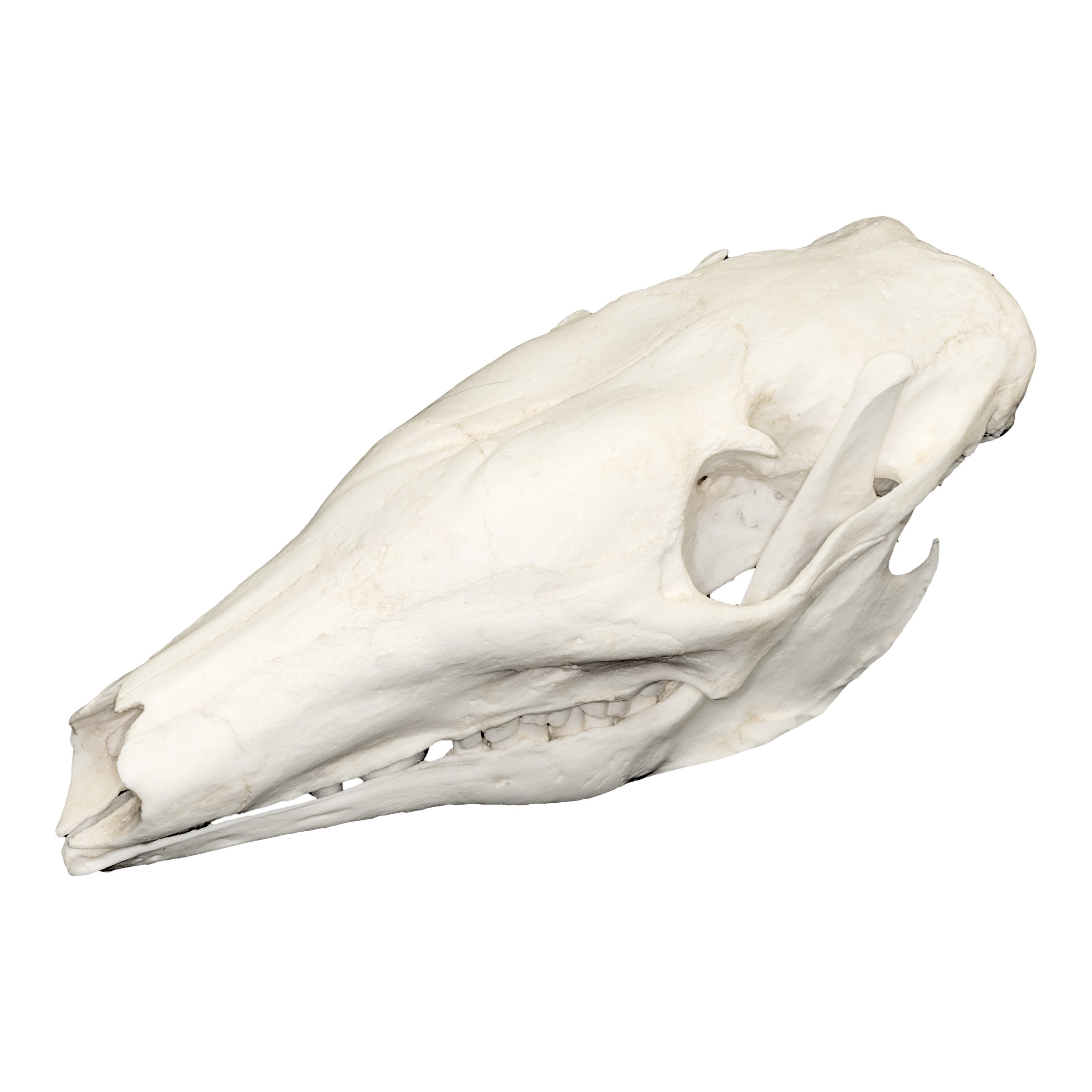 Authentic-Looking Aardvark Skull Replica - High-Quality Animal Skull Model for Home Decor, Halloween Props, and Educational Displays