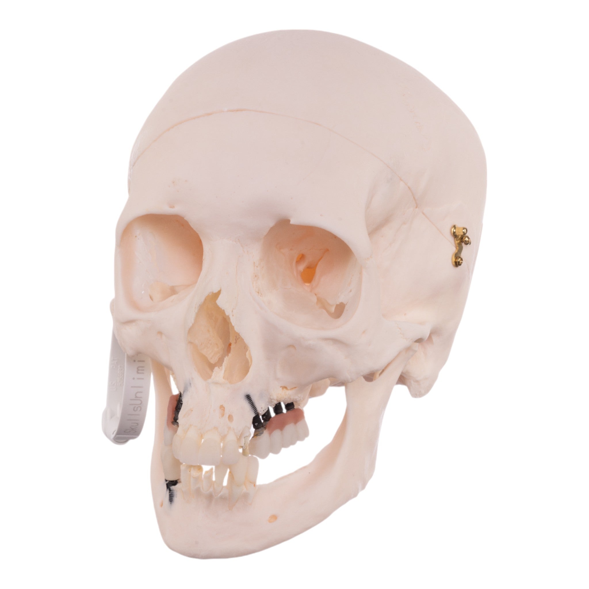 Authentic Human Skull Model for Medical Research, Anatomy Study & Halloween Decor - Perfect for Doctors, Students & Spooky Home Decor