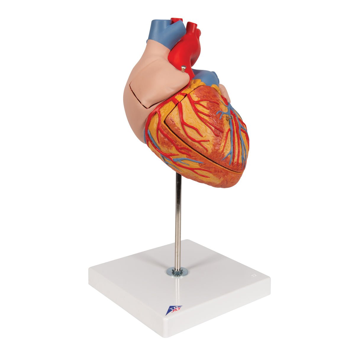 Giant Human Heart Model - 2X Life Size, 4-Part Anatomy Display - Perfect for Medical Education, Biology Classrooms & Science Labs