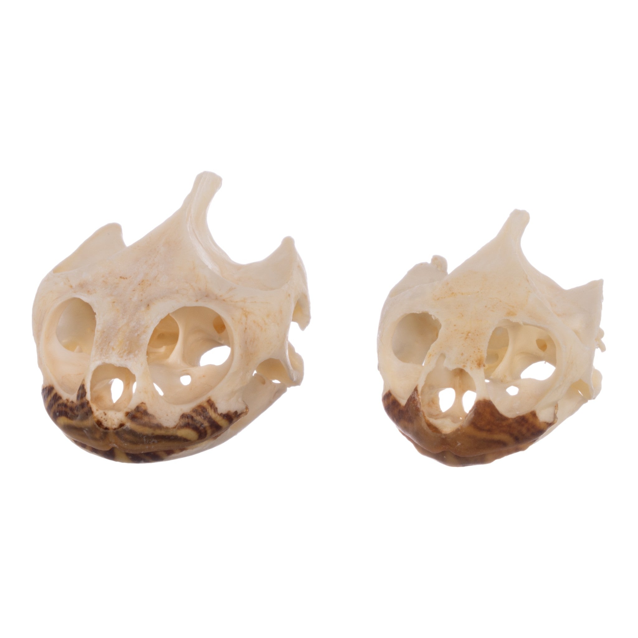 Authentic Real Pond Turtle Skull - Natural Specimen for Science Study, Home Decor & Gothic Collection | Perfect for Biology Classrooms, Halloween Decor & Oddity Displays