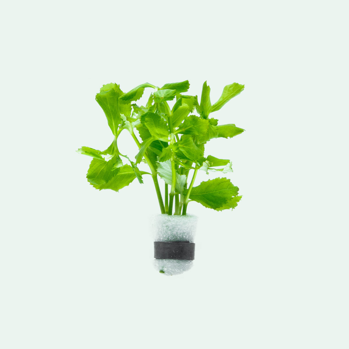 Hygrophila Difformis Aquatic Plant for Freshwater Aquariums - Perfect for Fish Tanks, Aquascaping & Low-Tech Planted Tanks