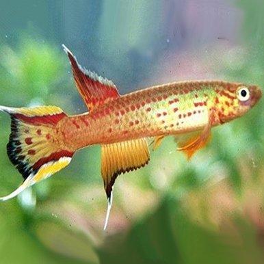 Lyretail Killifish (Aphyosemion australe) - Colorful Freshwater Fish for Aquariums & Fish Tanks - Perfect for Home & Office Aquascaping
