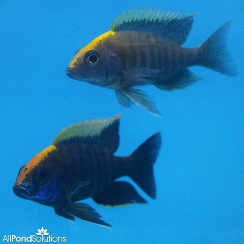 Aulonocara Maylandi Sulfur Head Cichlid - Premium African Cichlid Fish for Aquariums & Fish Tanks | Perfect for Freshwater Home Aquascaping & Cichlid Breeding